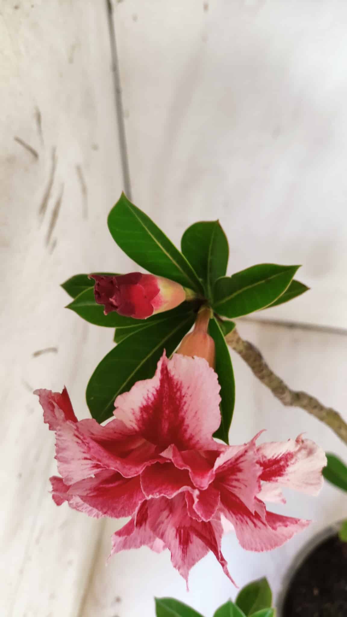 Planta Dobrada 2946 – 40cm – 03 anos