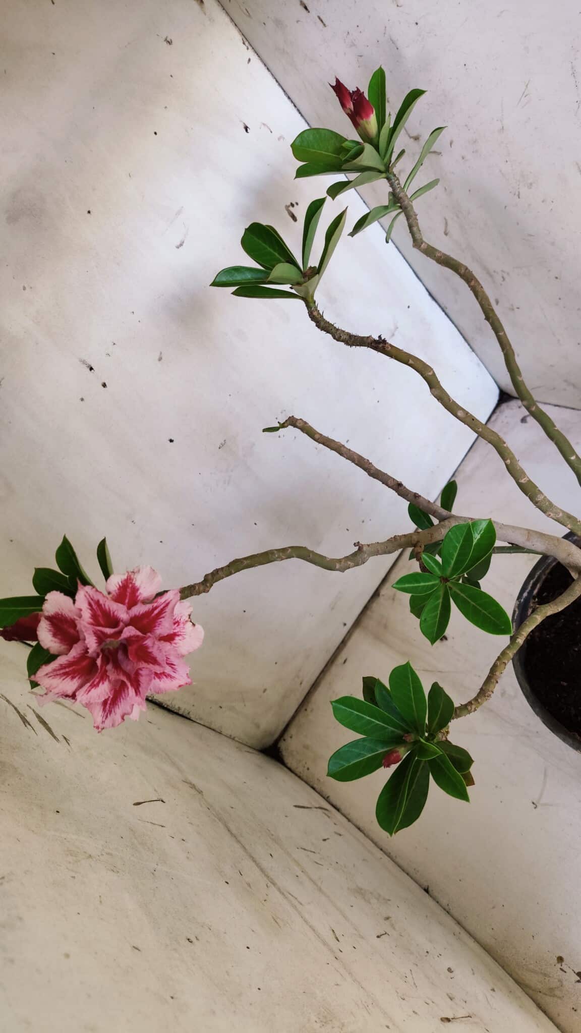 Planta Dobrada 2946 – 40cm – 03 anos