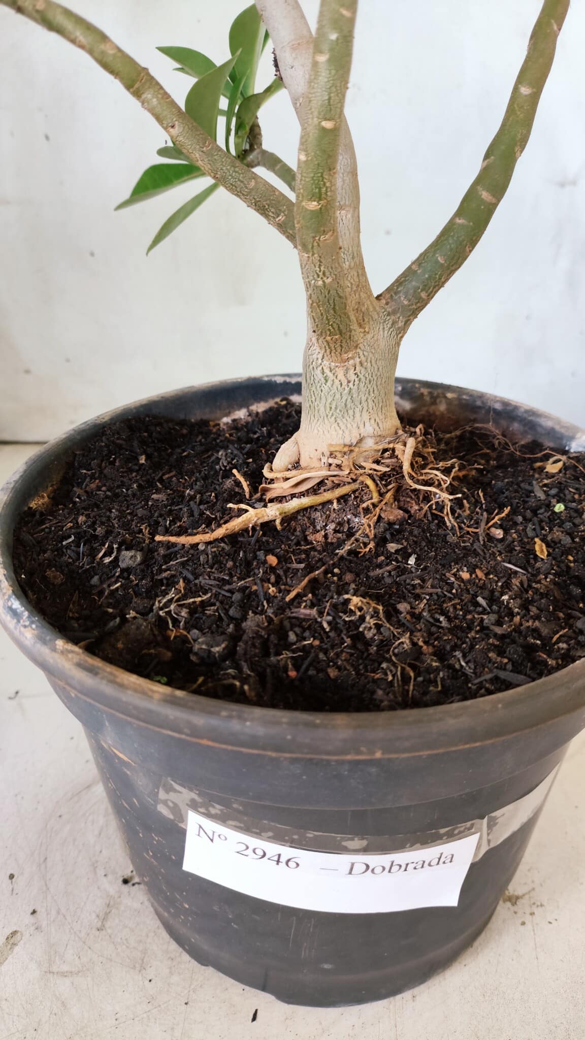 Planta Dobrada 2946 – 40cm – 03 anos