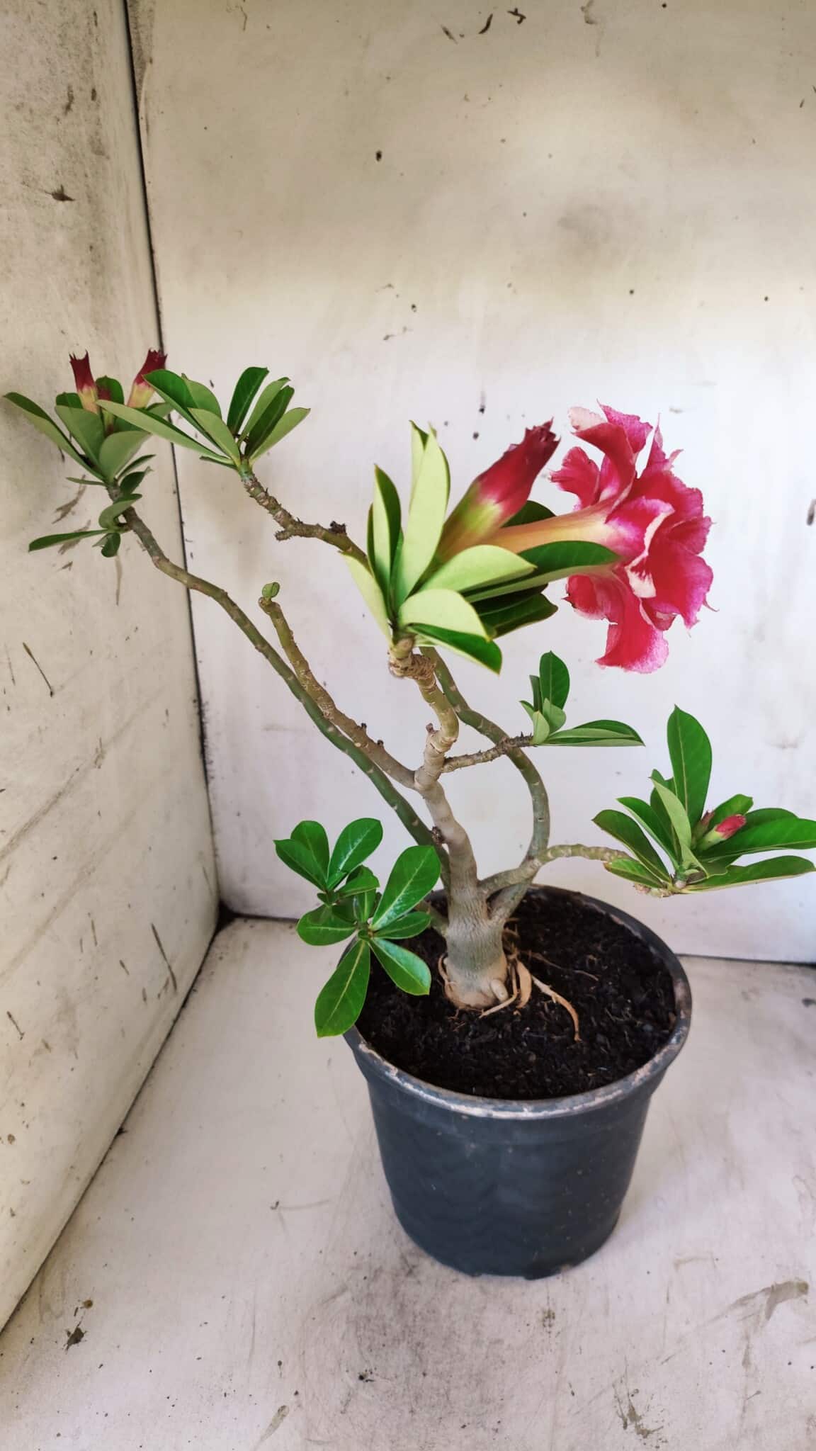 Planta Dobrada 2946 – 40cm – 03 anos