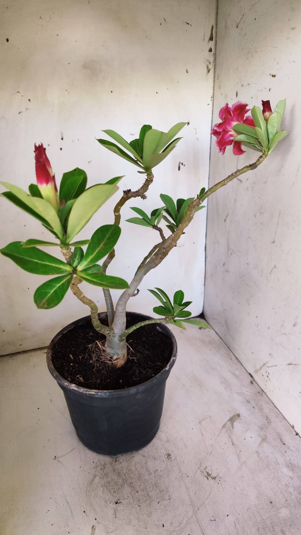 Planta Dobrada 2946 – 40cm – 03 anos