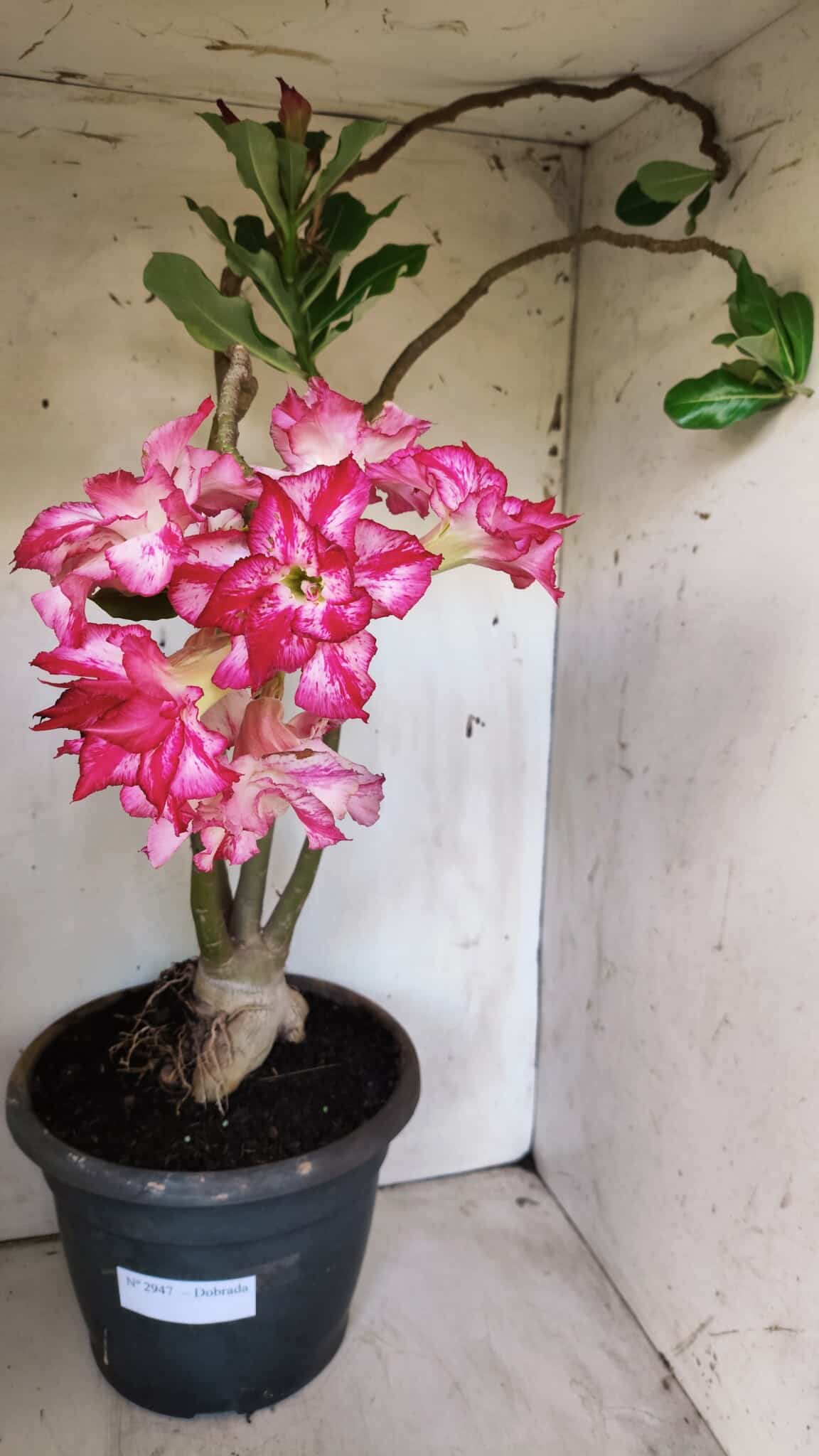 Planta Dobrada 2947 – 60cm – 05 anos