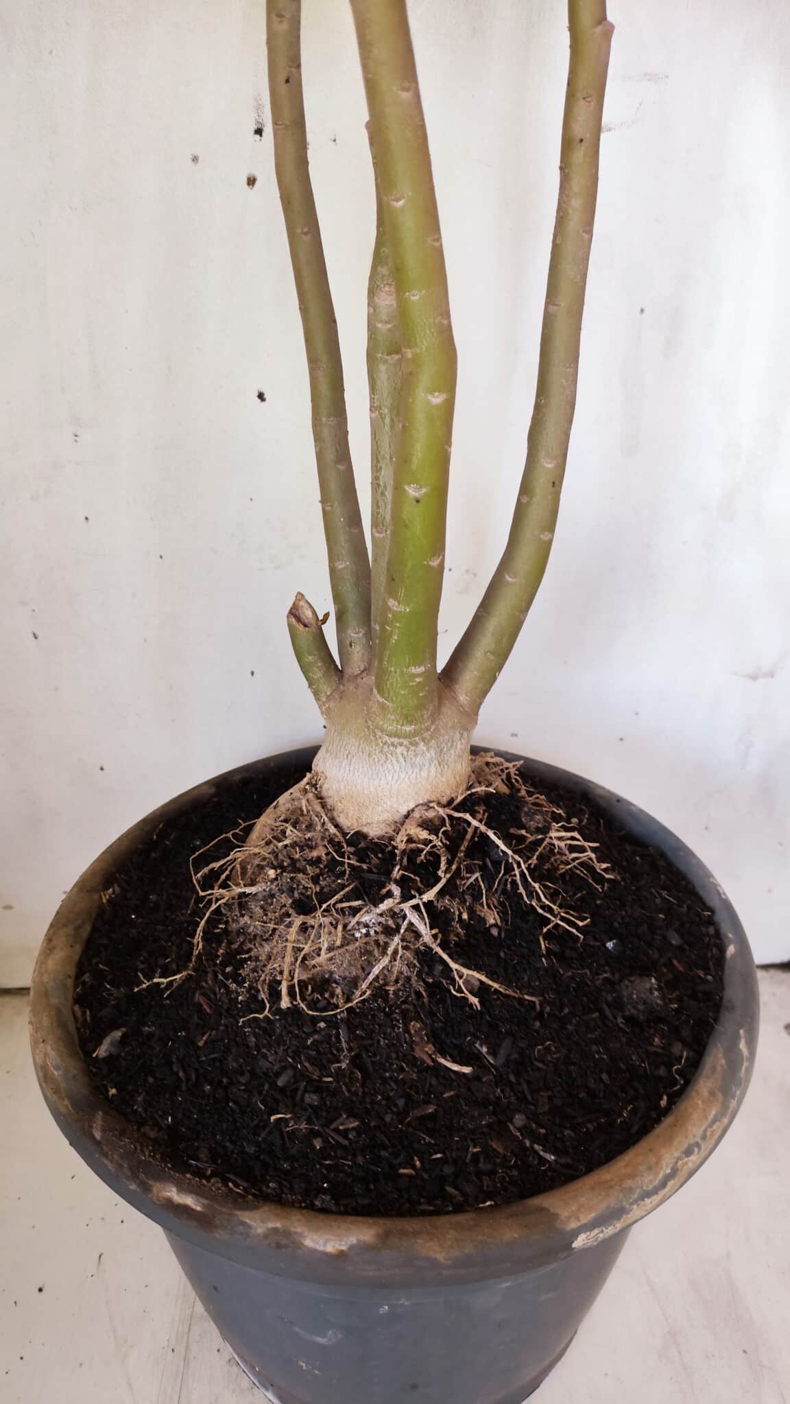 Planta Dobrada 2947 – 60cm – 05 anos
