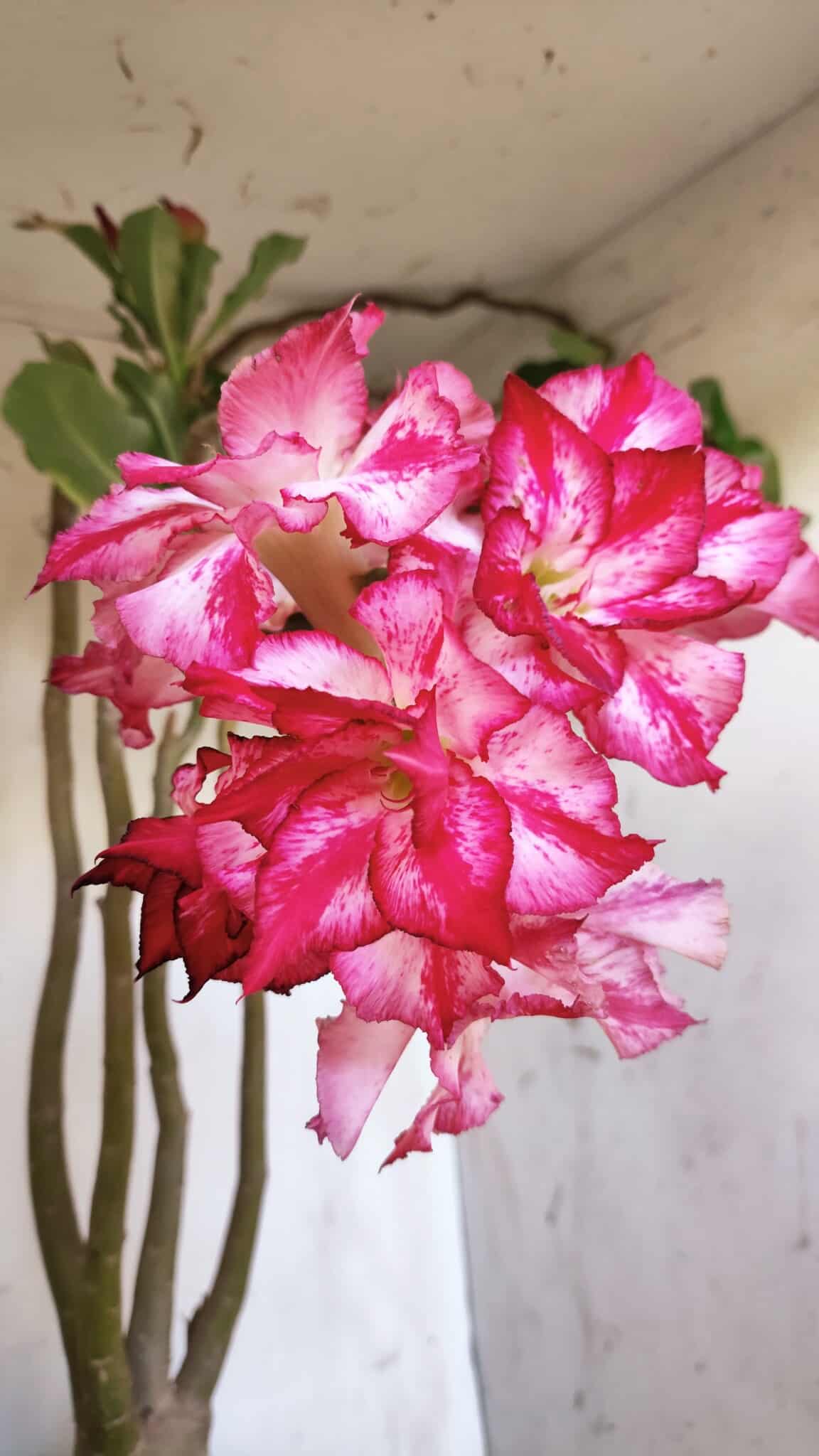Planta Dobrada 2947 – 60cm – 05 anos