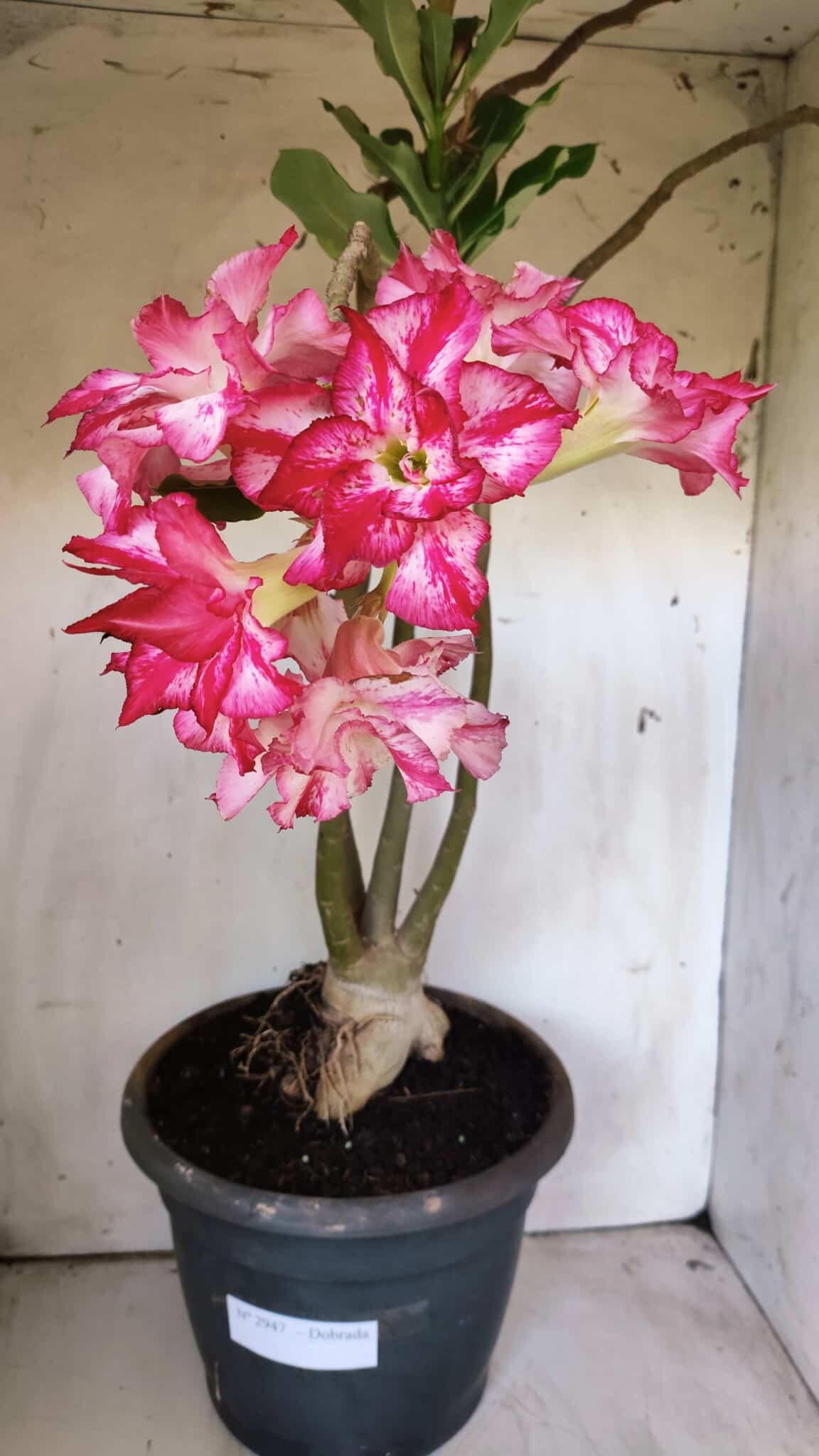 Planta Dobrada 2947 – 60cm – 05 anos
