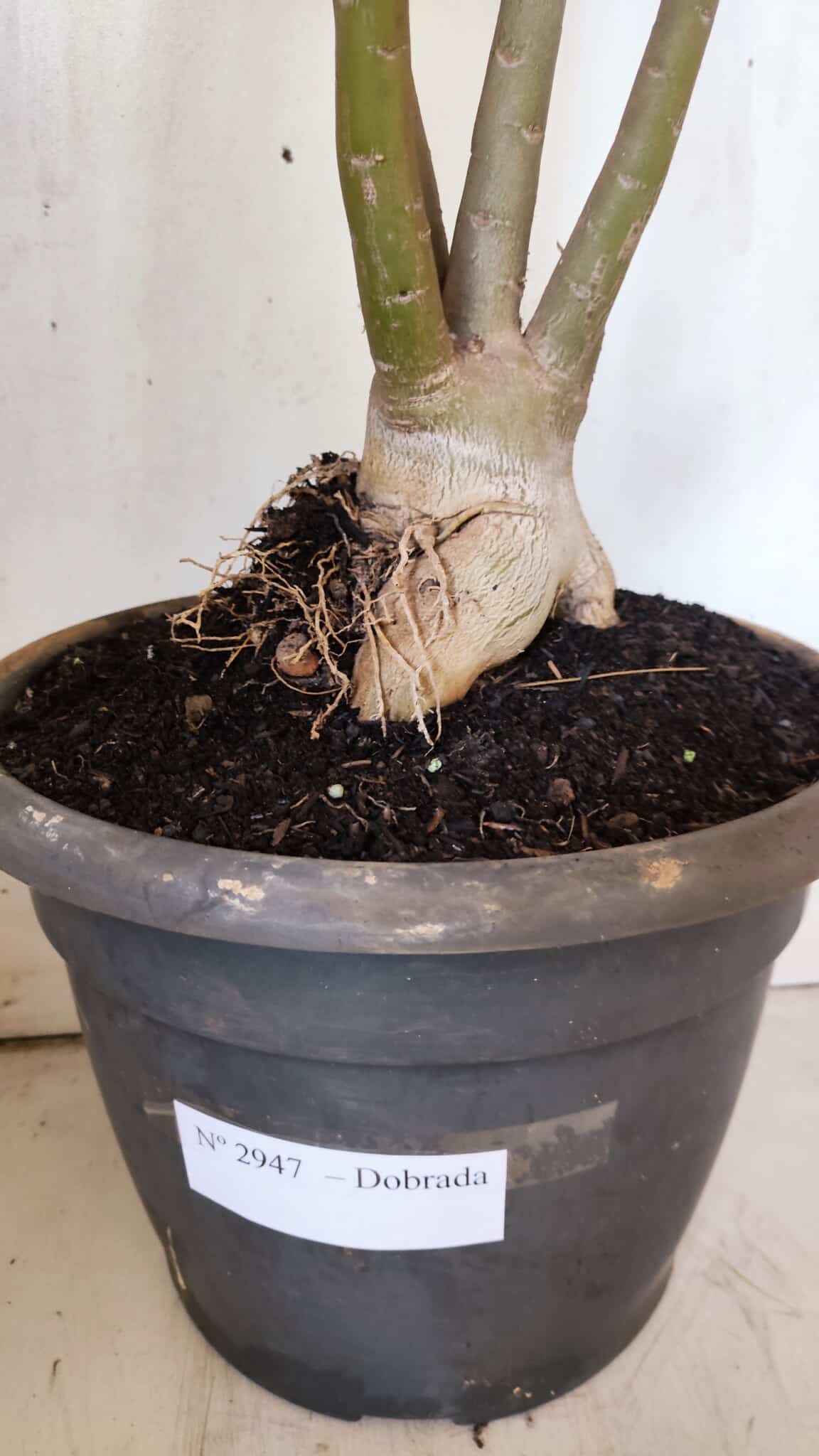 Planta Dobrada 2947 – 60cm – 05 anos