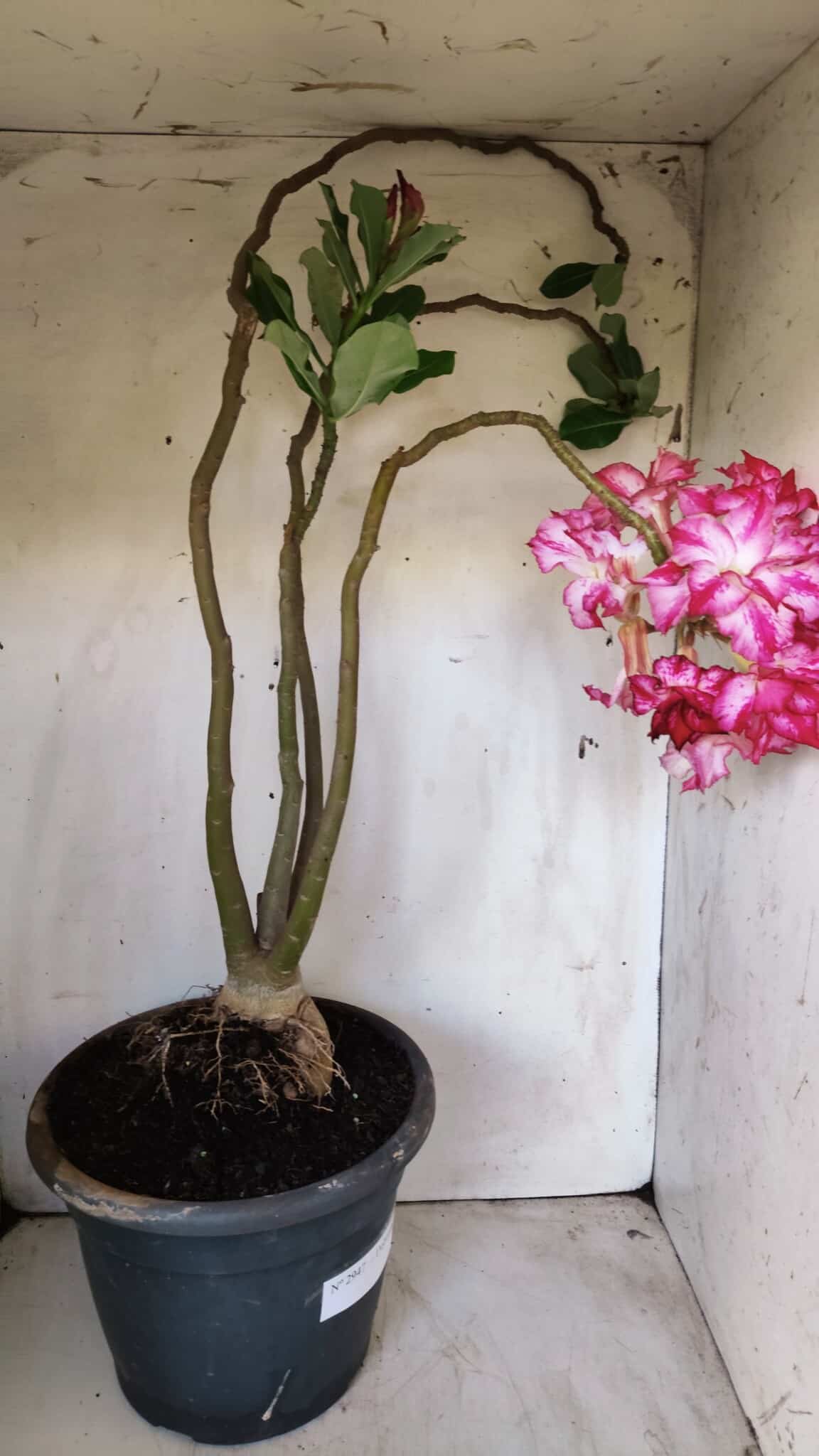 Planta Dobrada 2947 – 60cm – 05 anos