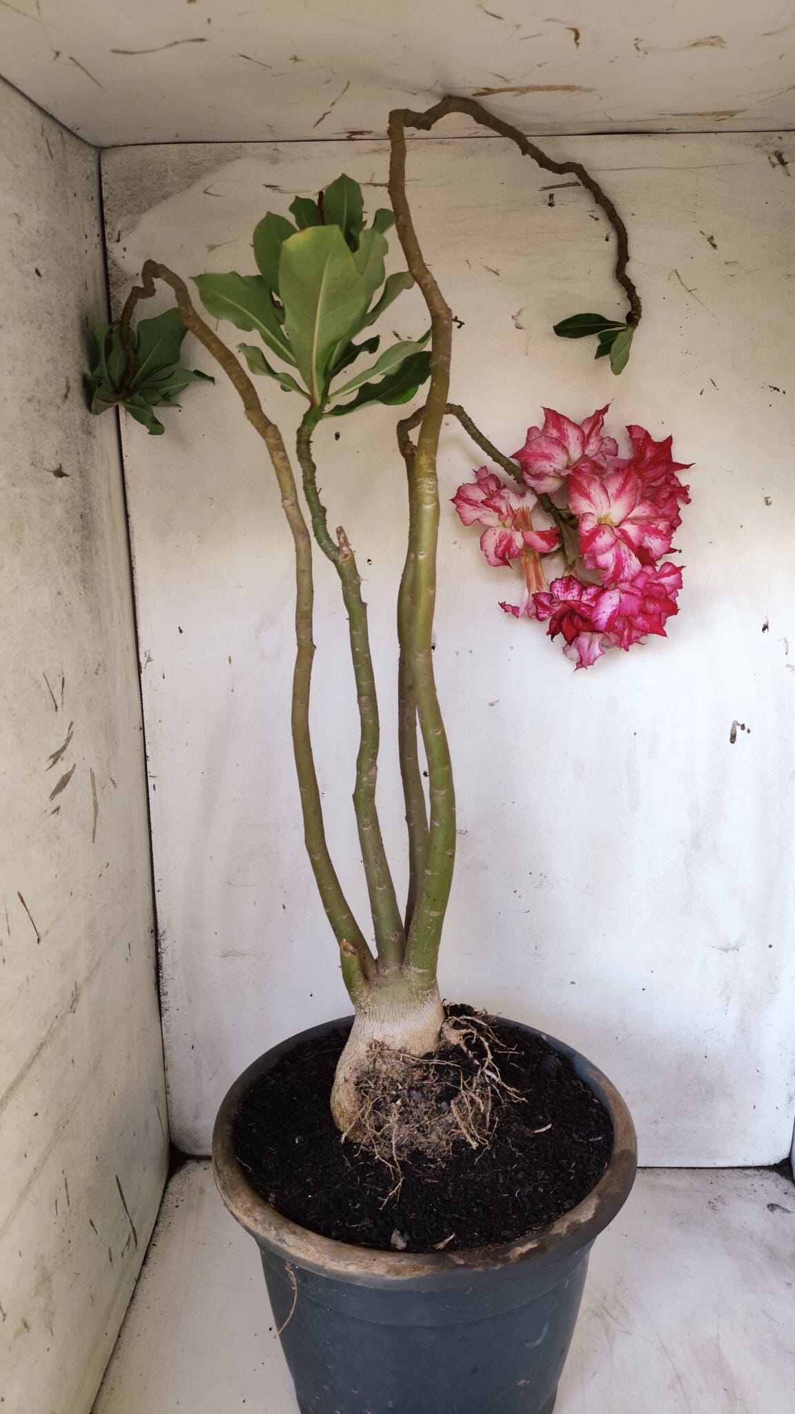 Planta Dobrada 2947 – 60cm – 05 anos