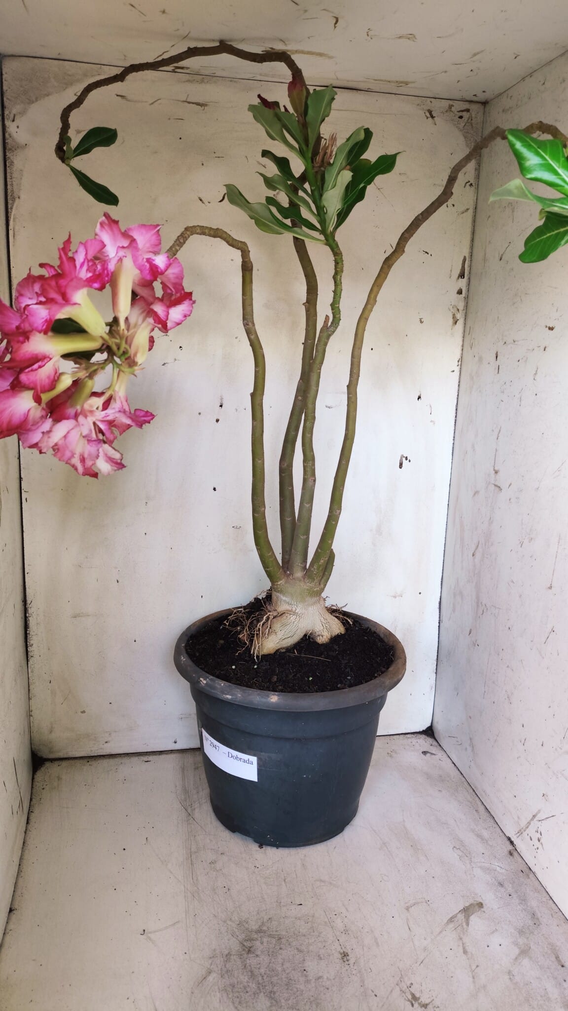 Planta Dobrada 2947 – 60cm – 05 anos