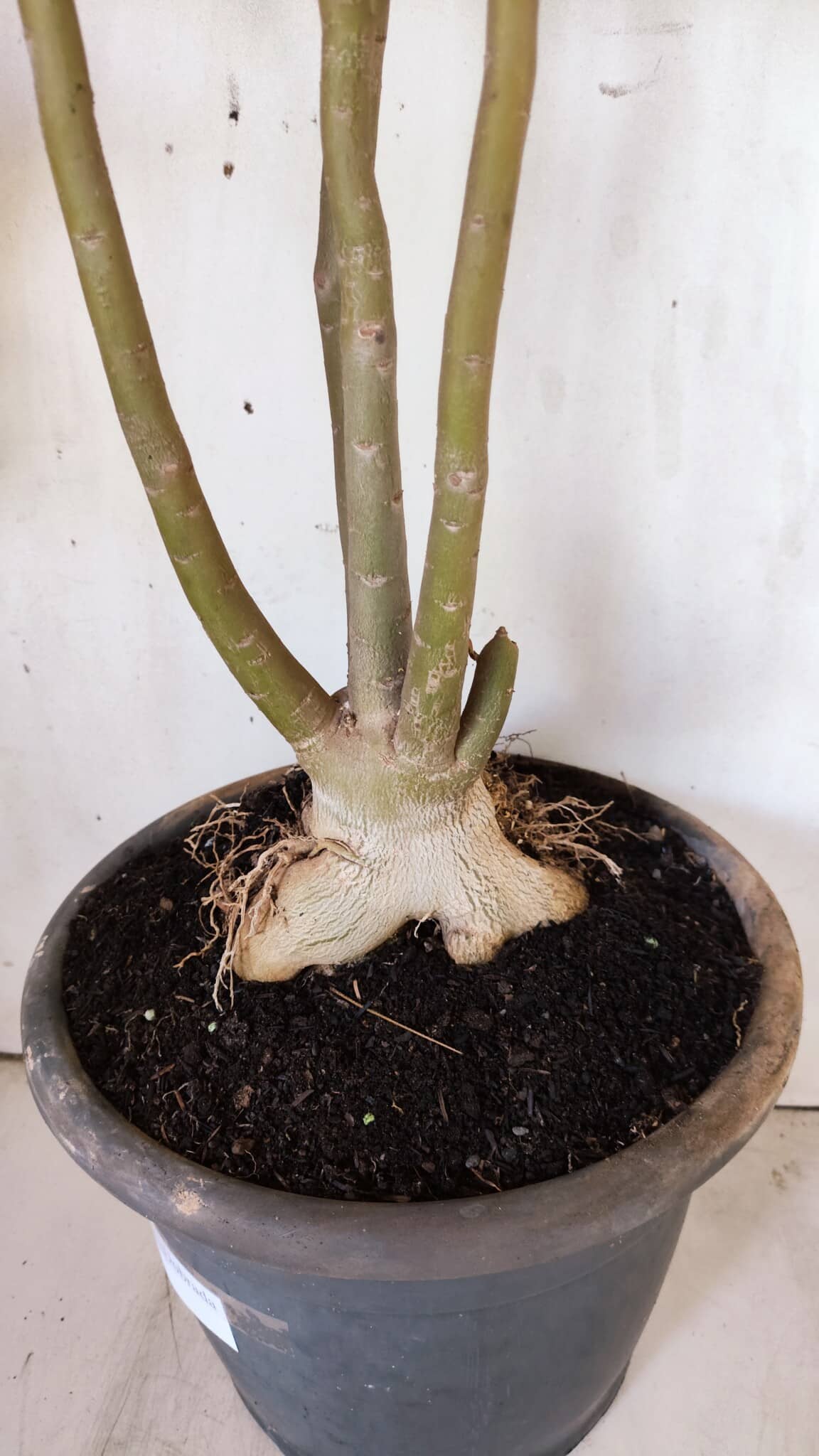 Planta Dobrada 2947 – 60cm – 05 anos