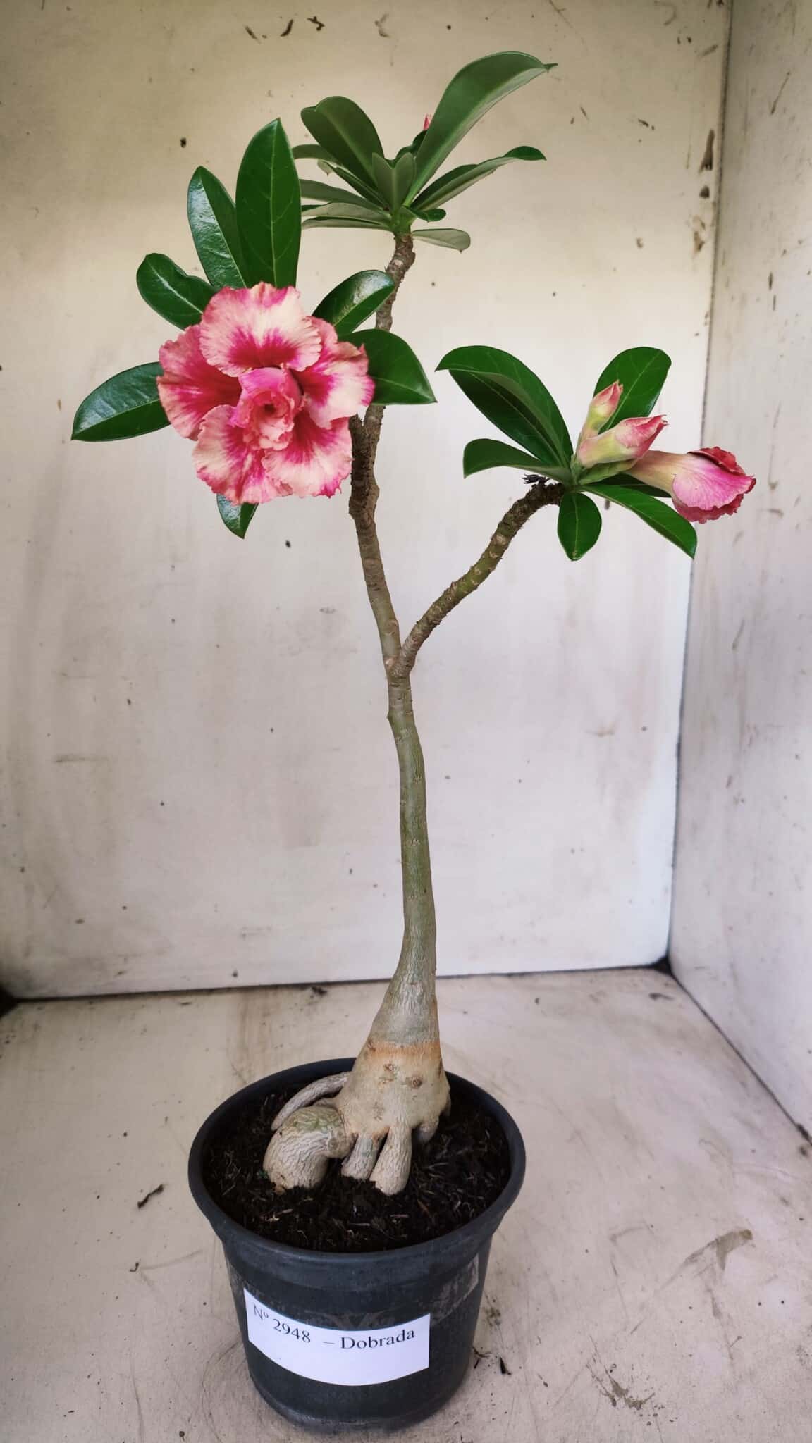 Planta Dobrada 2948 – 35cm – 03 anos