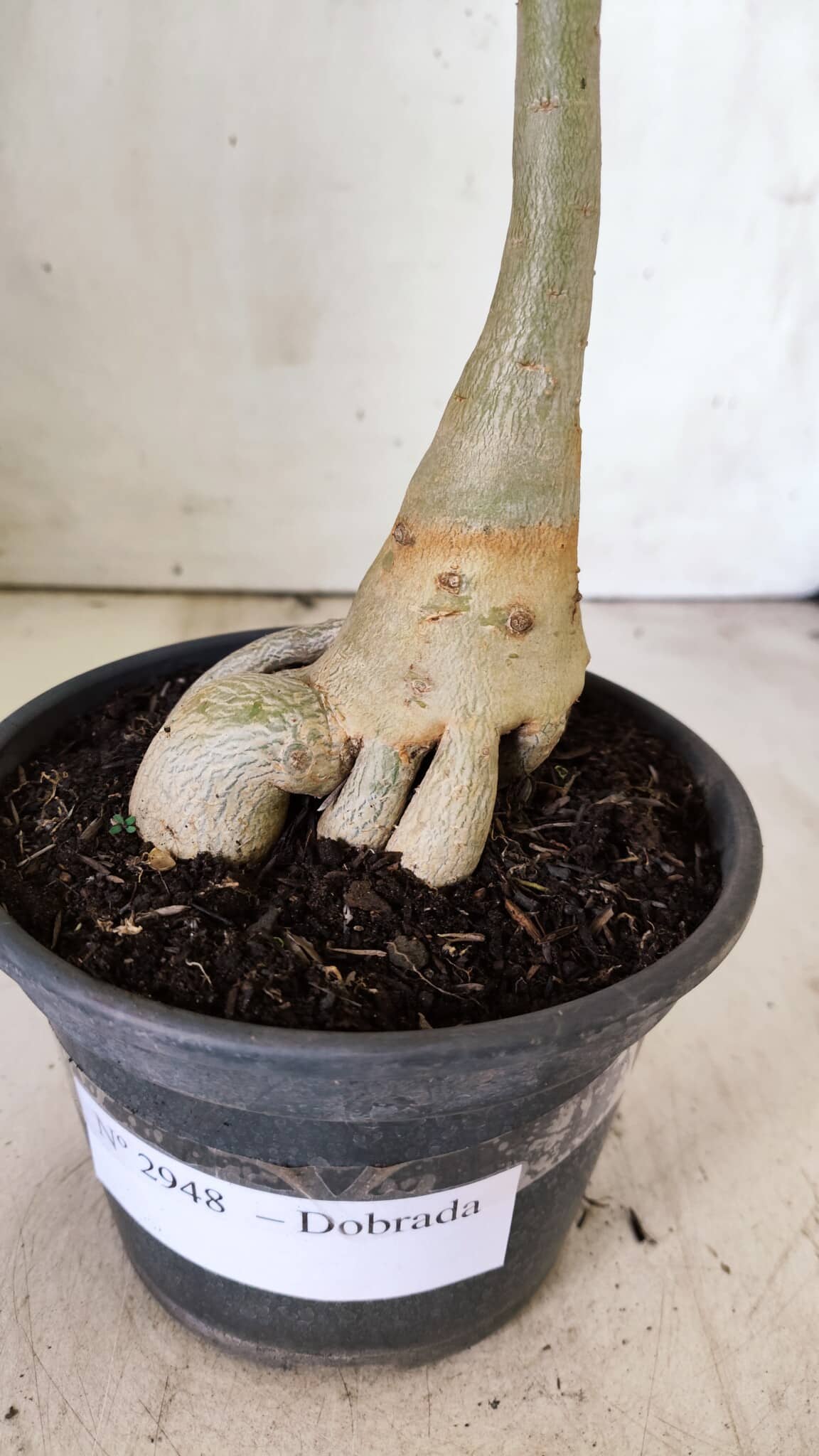 Planta Dobrada 2948 – 35cm – 03 anos