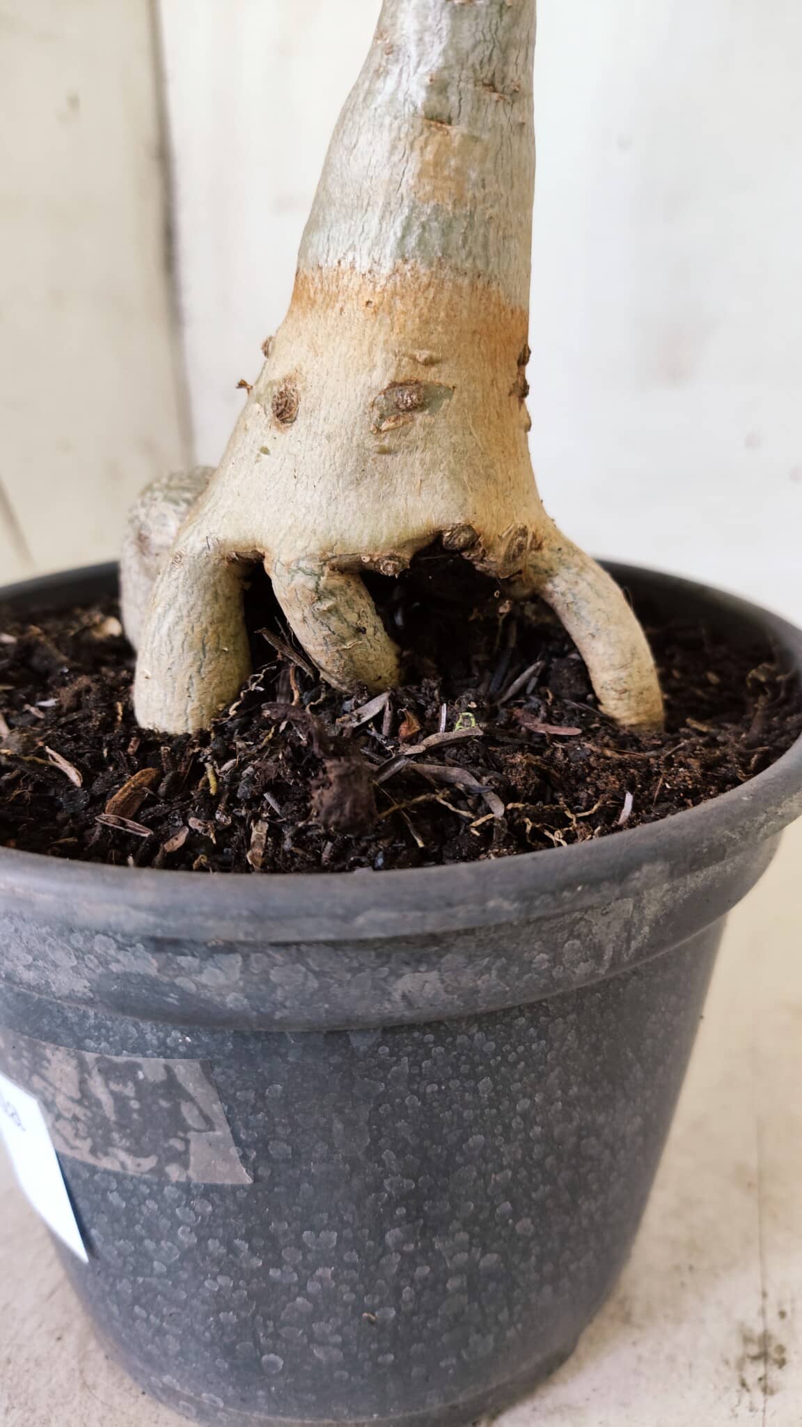 Planta Dobrada 2948 – 35cm – 03 anos