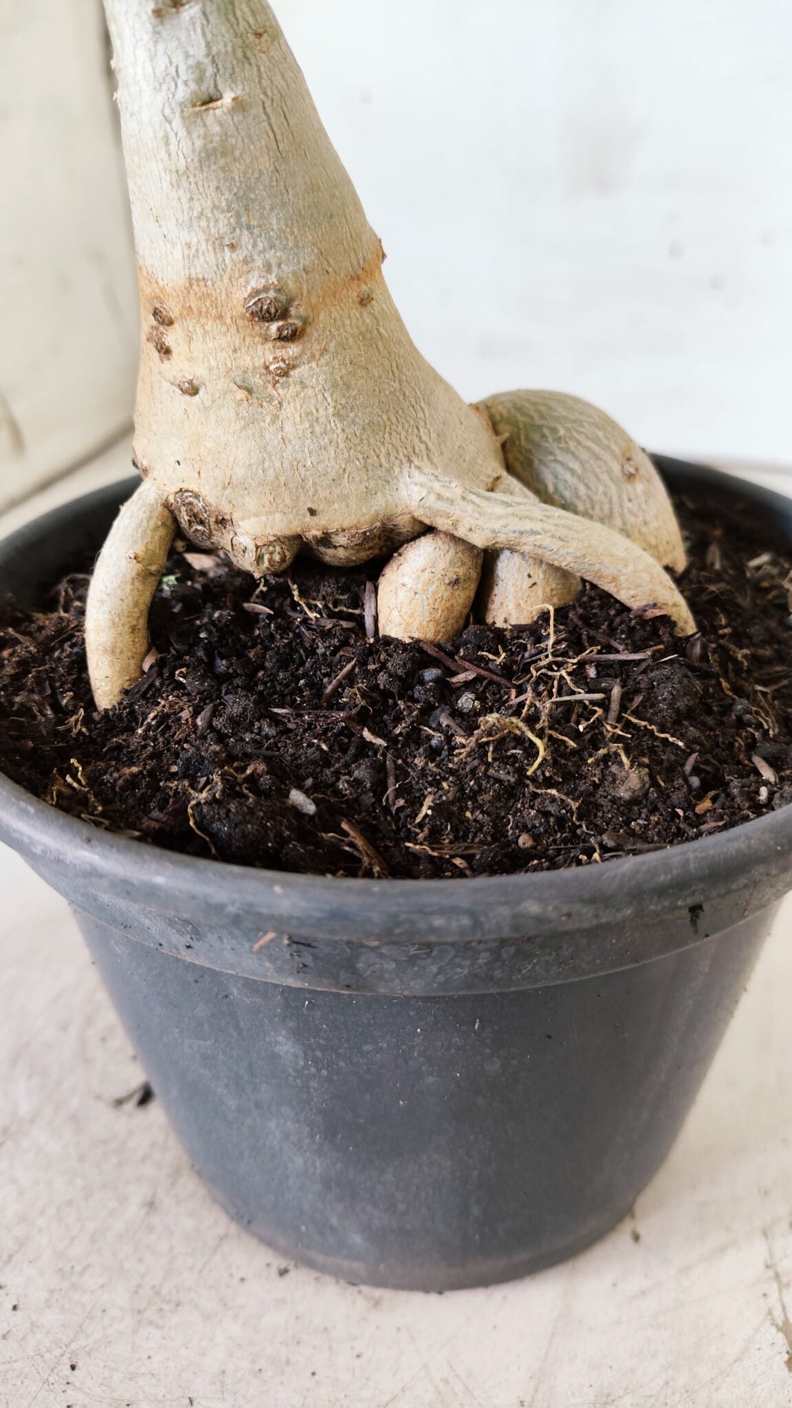 Planta Dobrada 2948 – 35cm – 03 anos