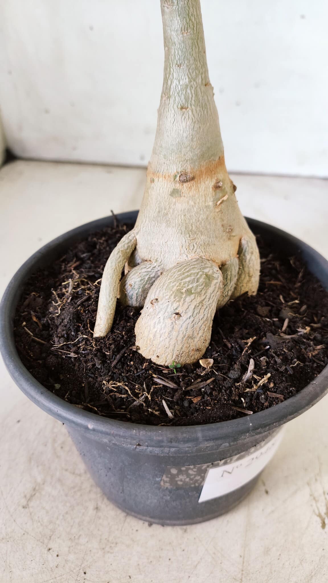 Planta Dobrada 2948 – 35cm – 03 anos