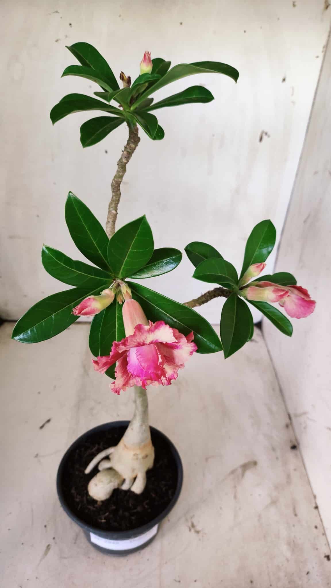 Planta Dobrada 2948 – 35cm – 03 anos