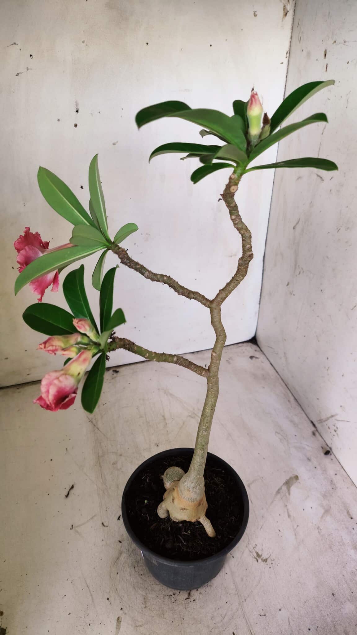 Planta Dobrada 2948 – 35cm – 03 anos