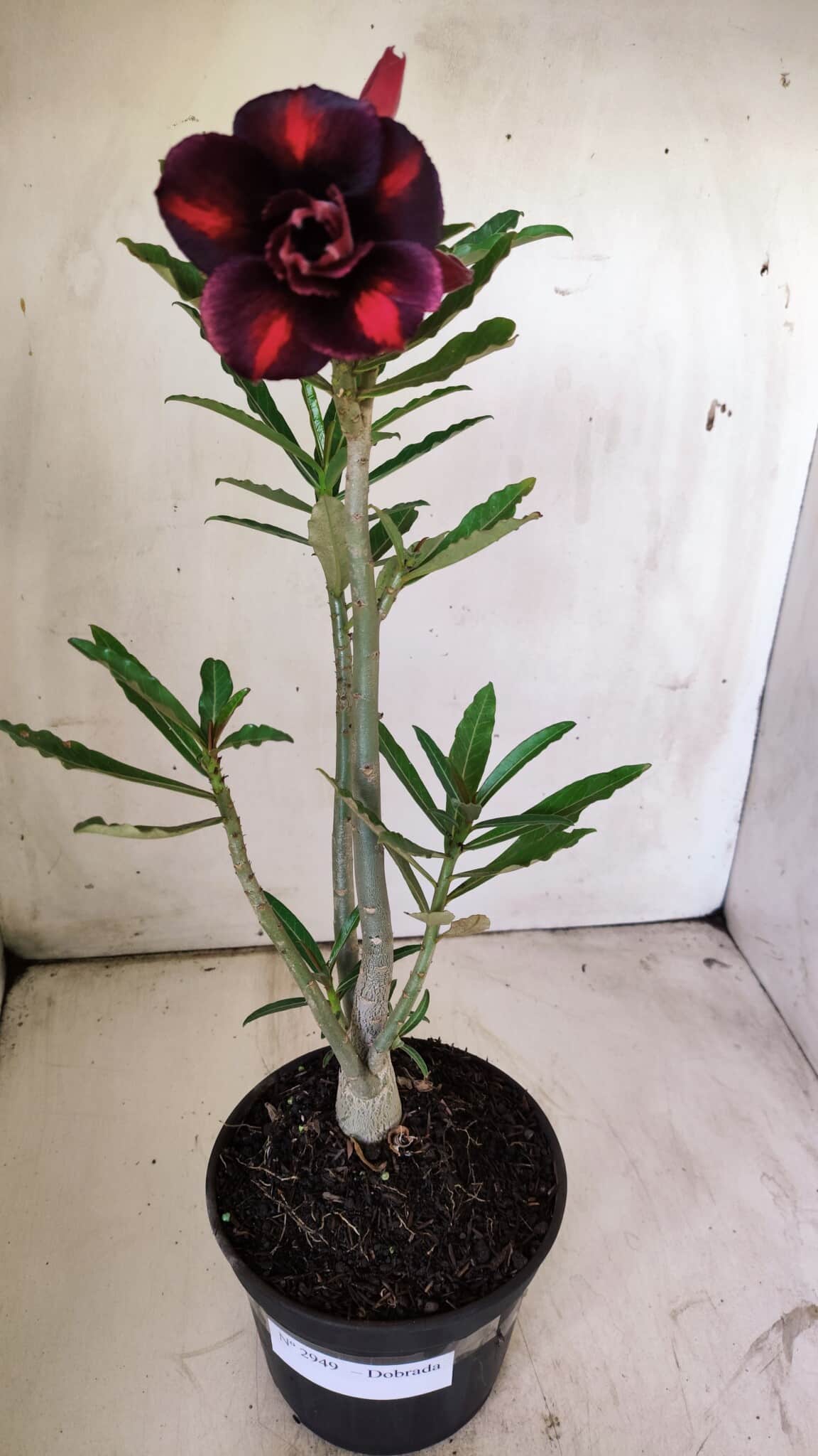 Planta Dobrada 2949 – 30cm – 02 anos