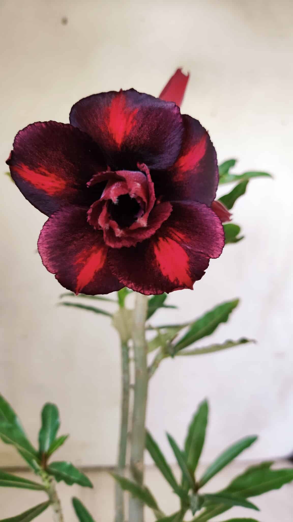 Planta Dobrada 2949 – 30cm – 02 anos