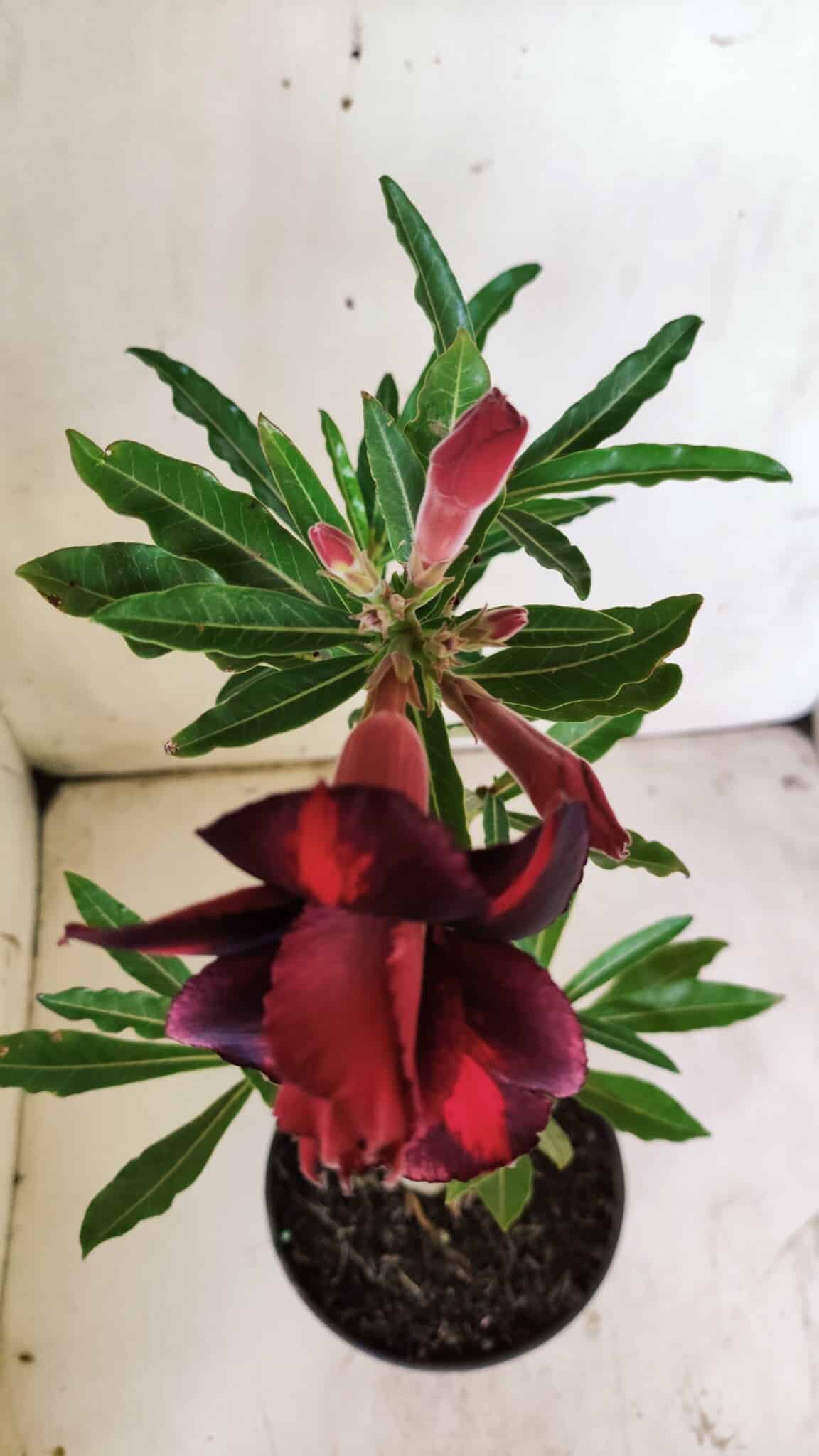 Planta Dobrada 2949 – 30cm – 02 anos