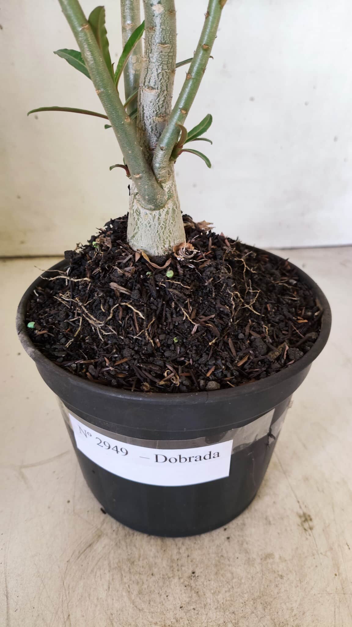 Planta Dobrada 2949 – 30cm – 02 anos