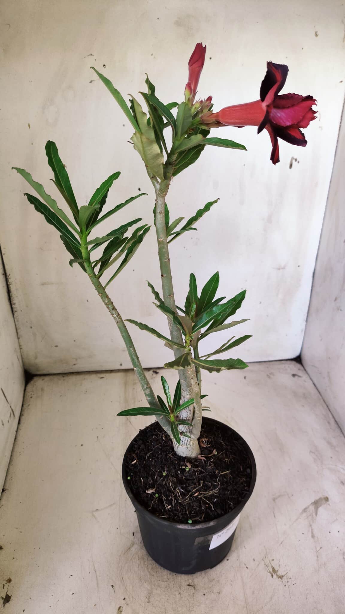 Planta Dobrada 2949 – 30cm – 02 anos