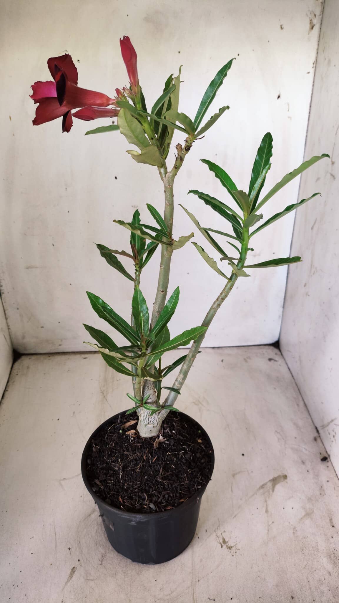 Planta Dobrada 2949 – 30cm – 02 anos