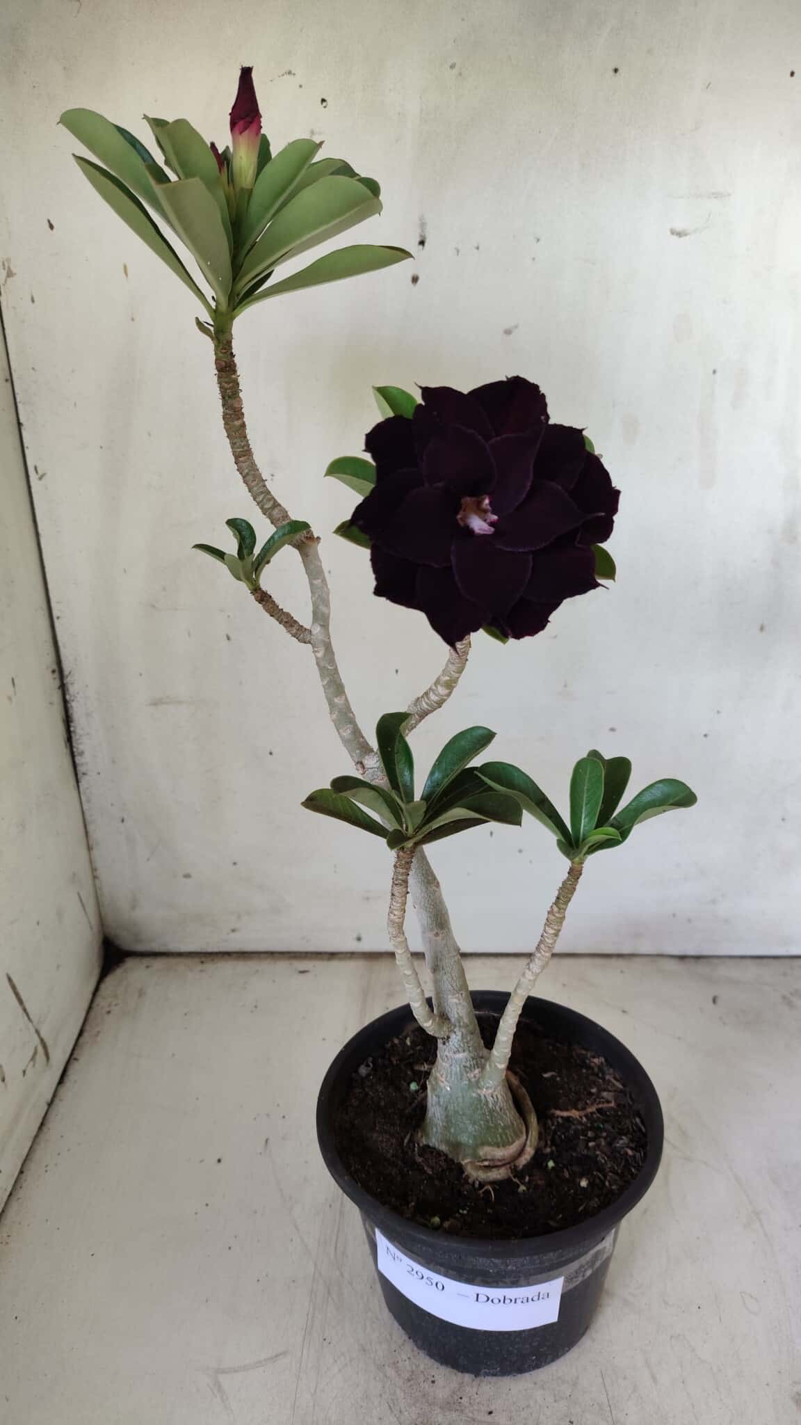 Planta Dobrada 2950 – 35cm – 03 anos