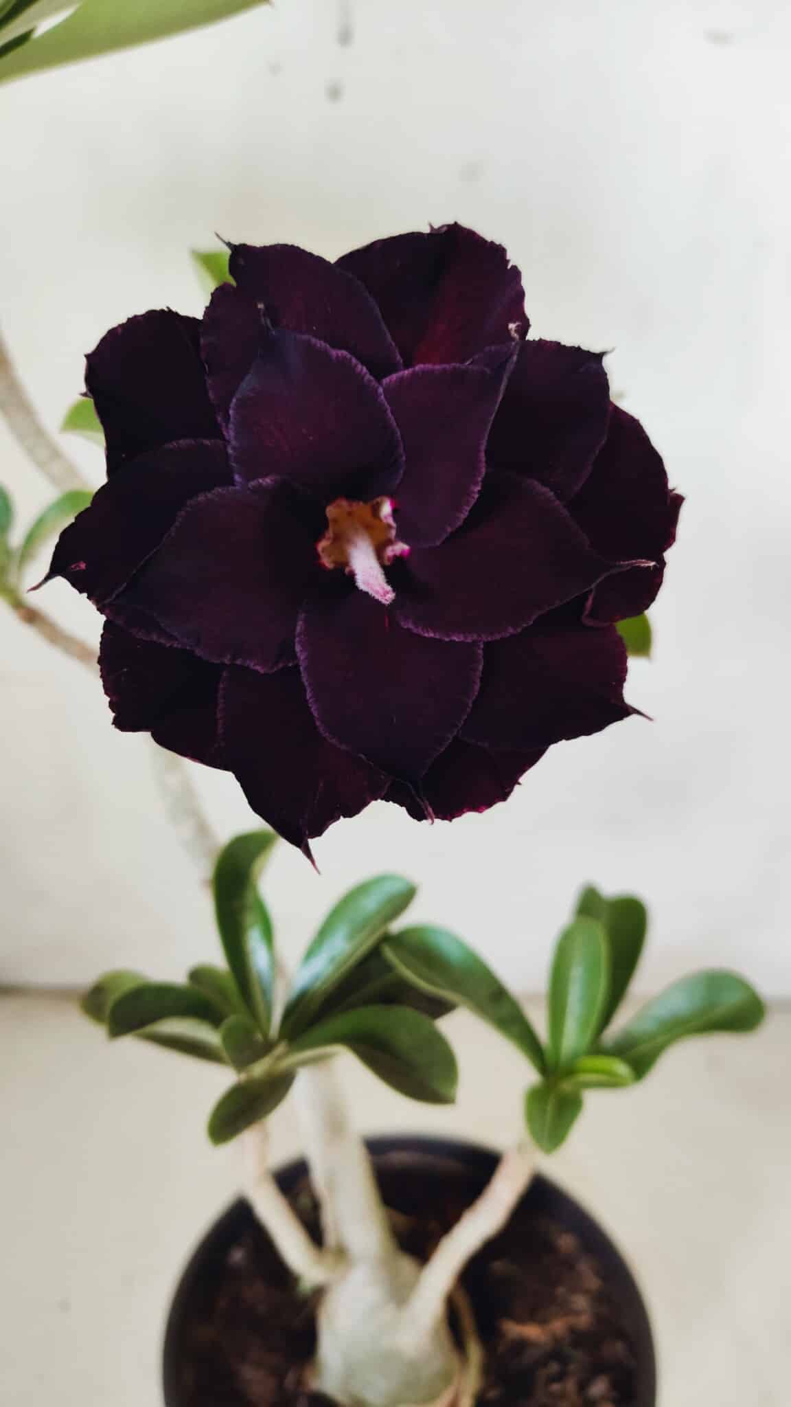 Planta Dobrada 2950 – 35cm – 03 anos