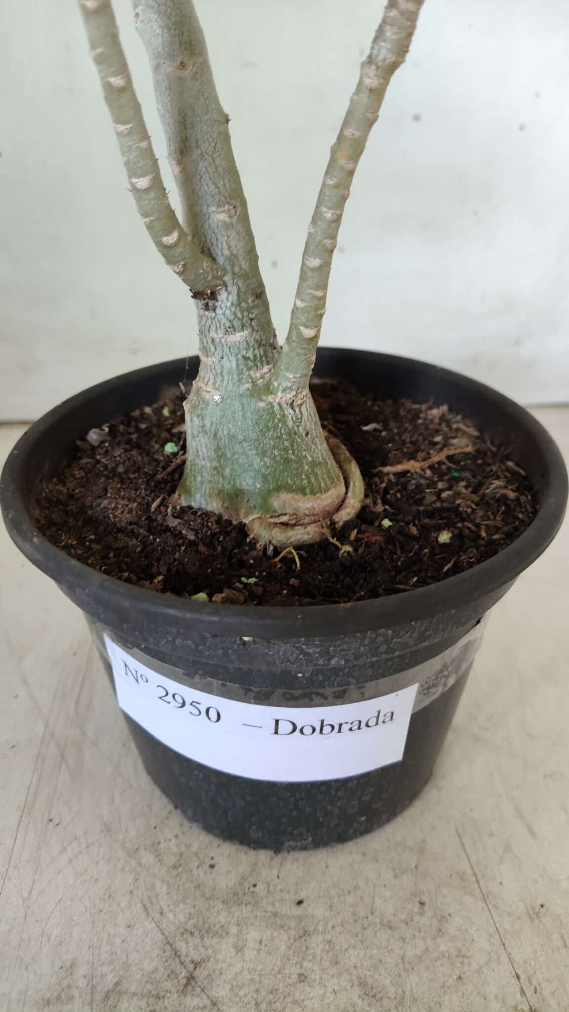 Planta Dobrada 2950 – 35cm – 03 anos