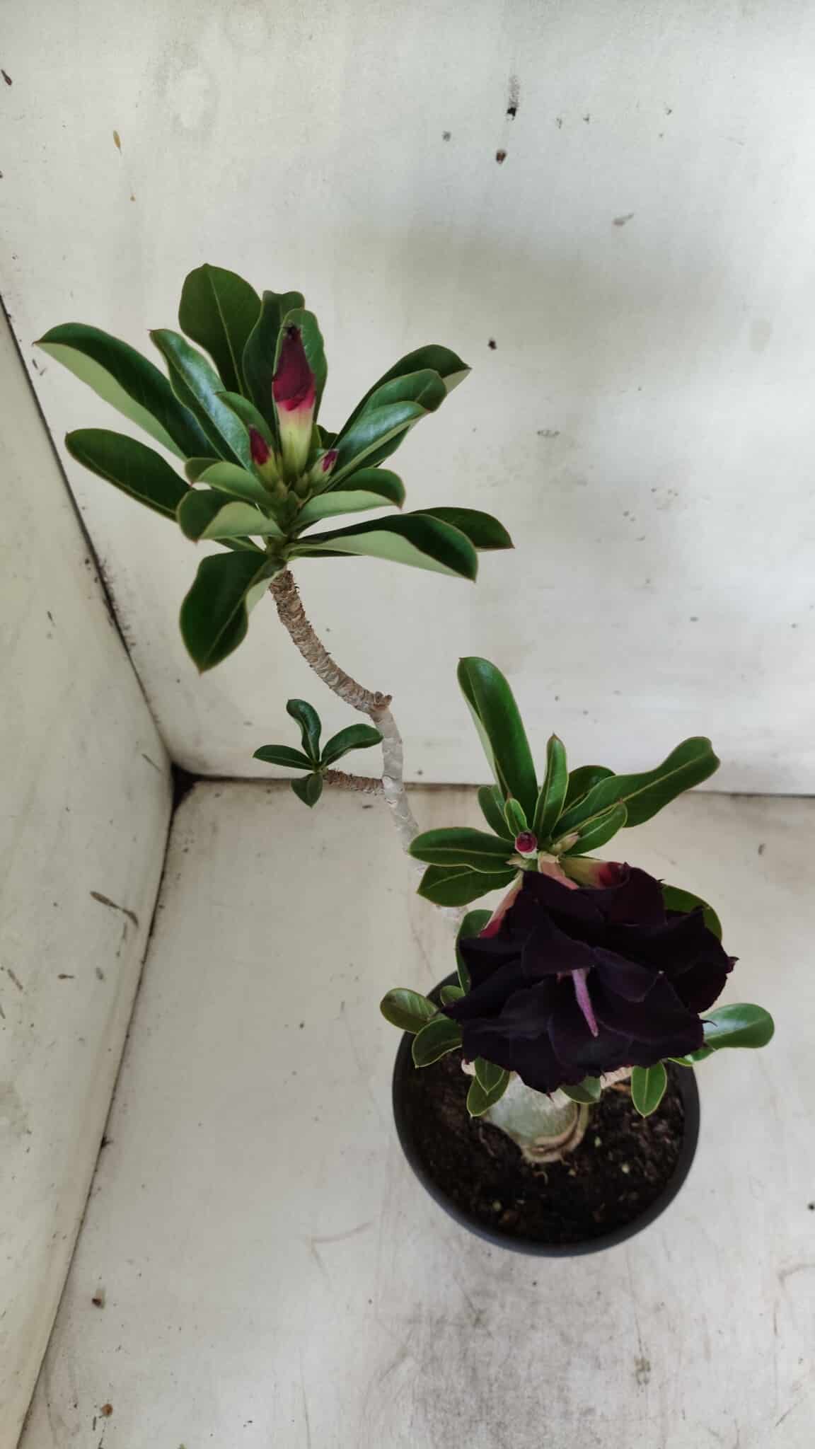 Planta Dobrada 2950 – 35cm – 03 anos