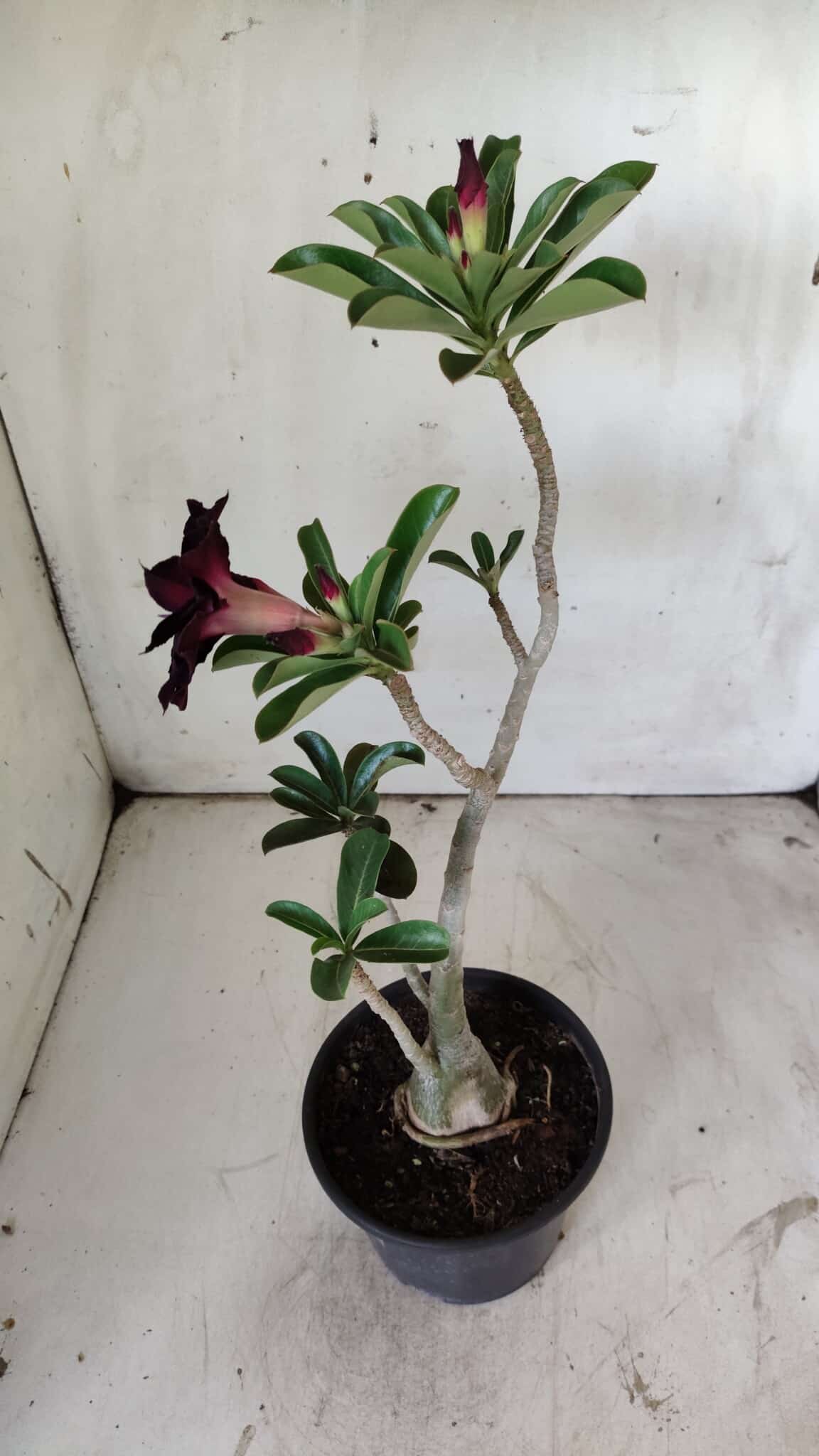 Planta Dobrada 2950 – 35cm – 03 anos