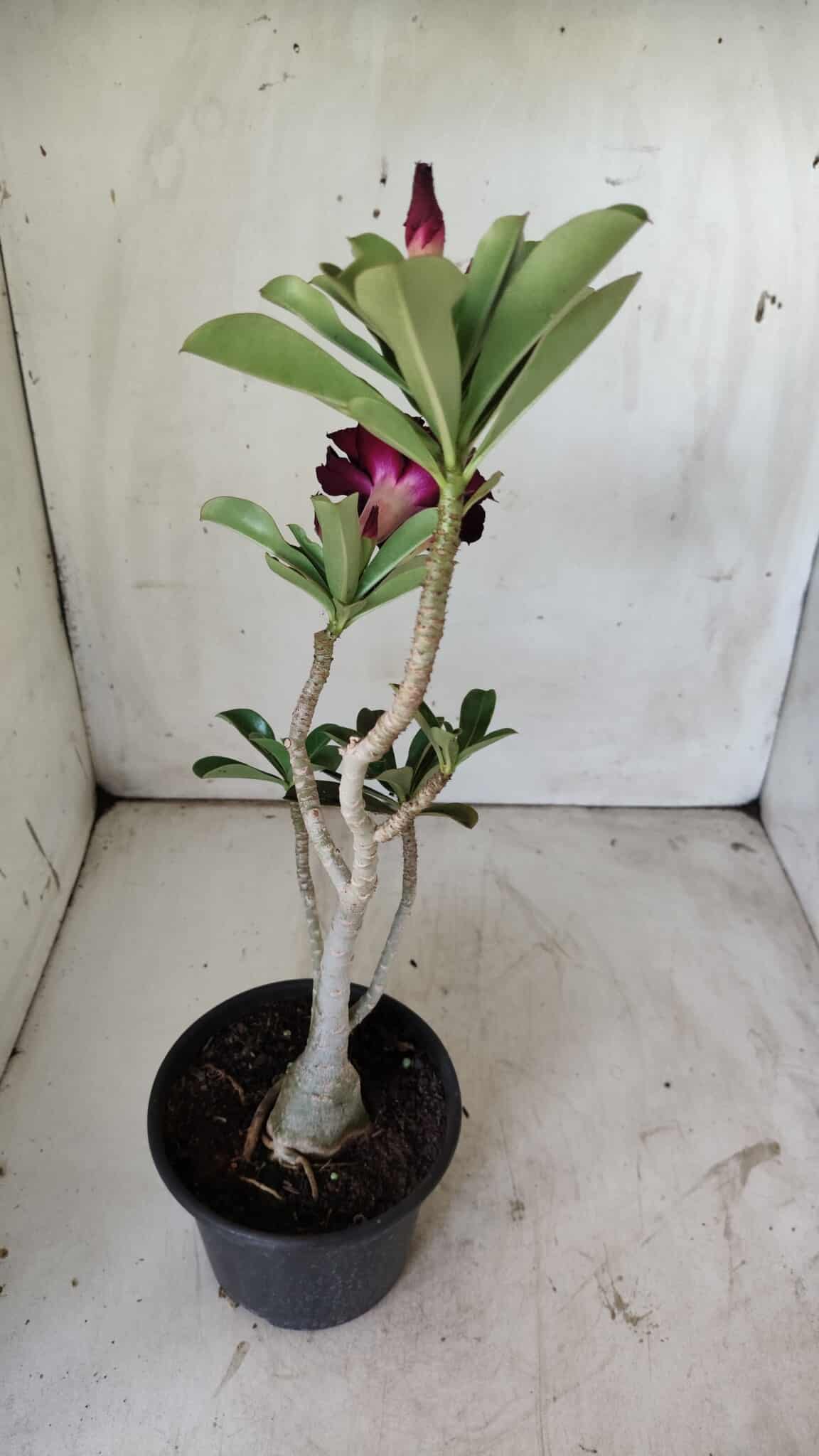 Planta Dobrada 2950 – 35cm – 03 anos