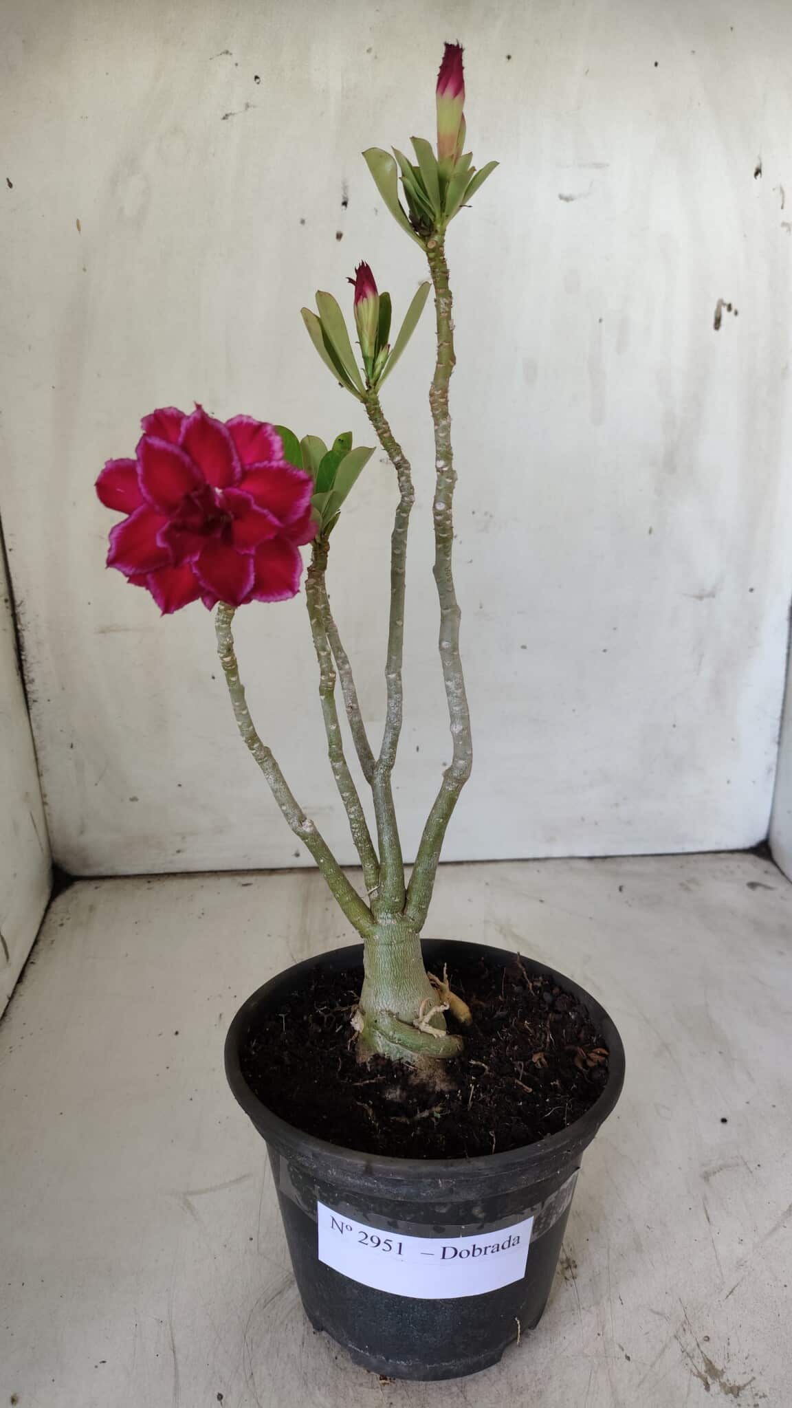 Planta Dobrada 2951 – 30cm – 03 anos