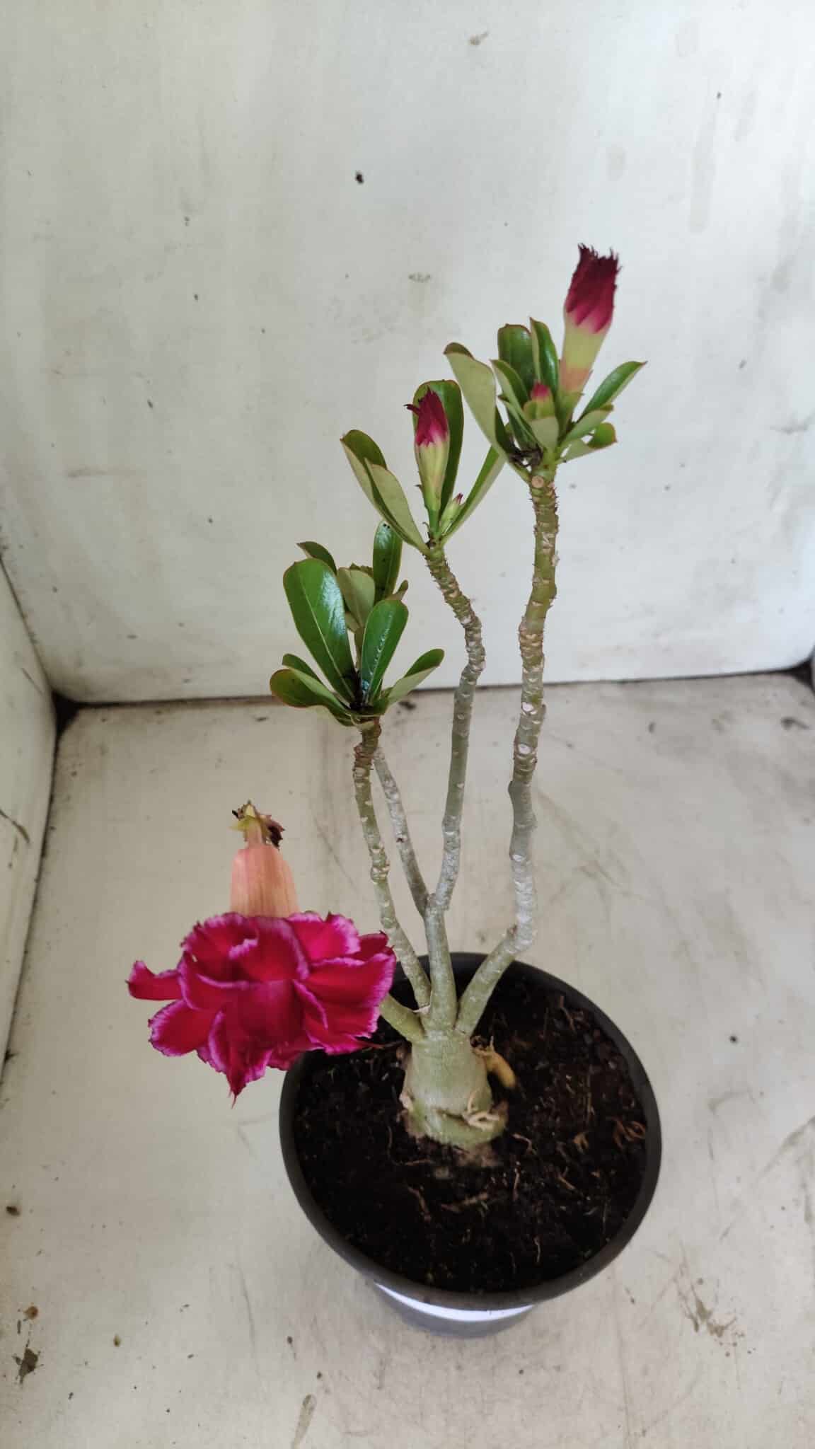Planta Dobrada 2951 – 30cm – 03 anos