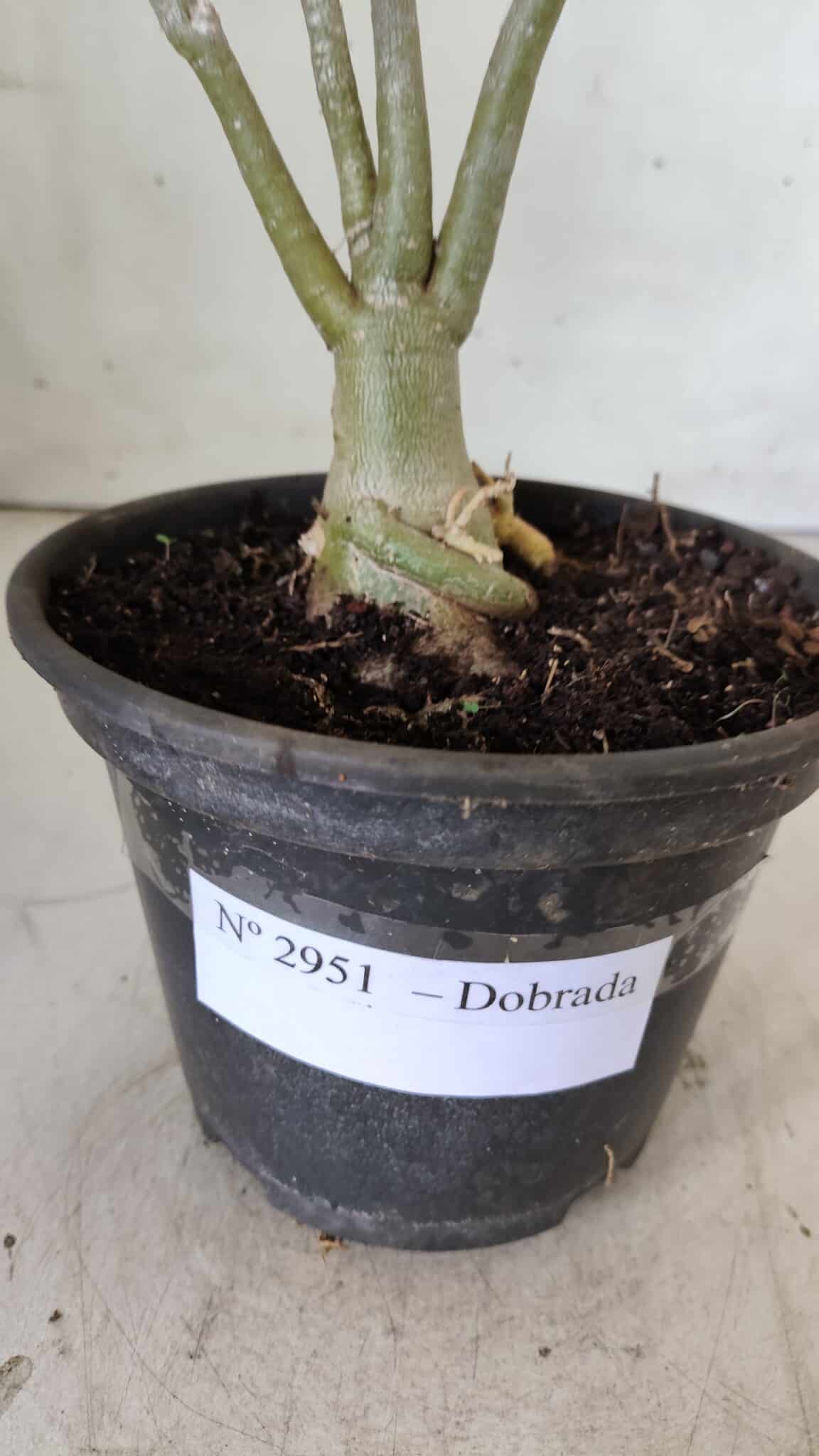 Planta Dobrada 2951 – 30cm – 03 anos