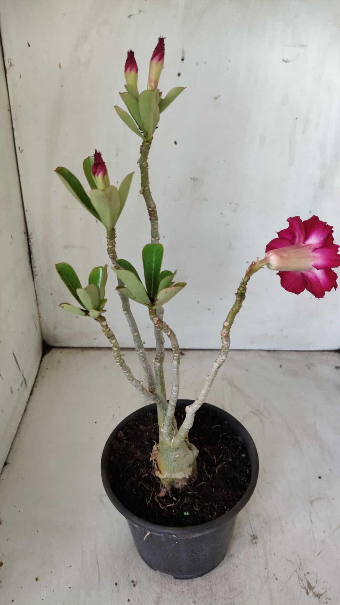 Planta Dobrada 2951 – 30cm – 03 anos