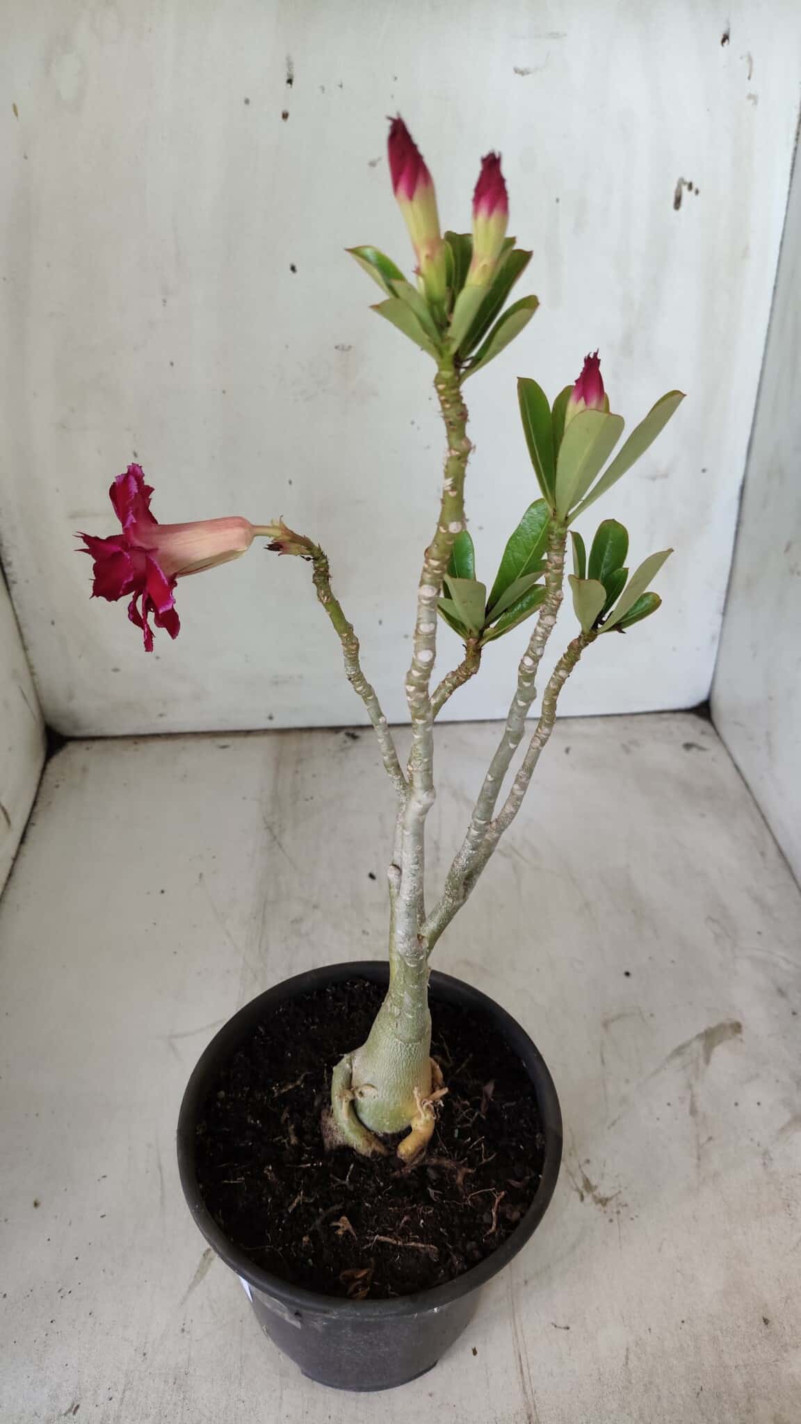 Planta Dobrada 2951 – 30cm – 03 anos