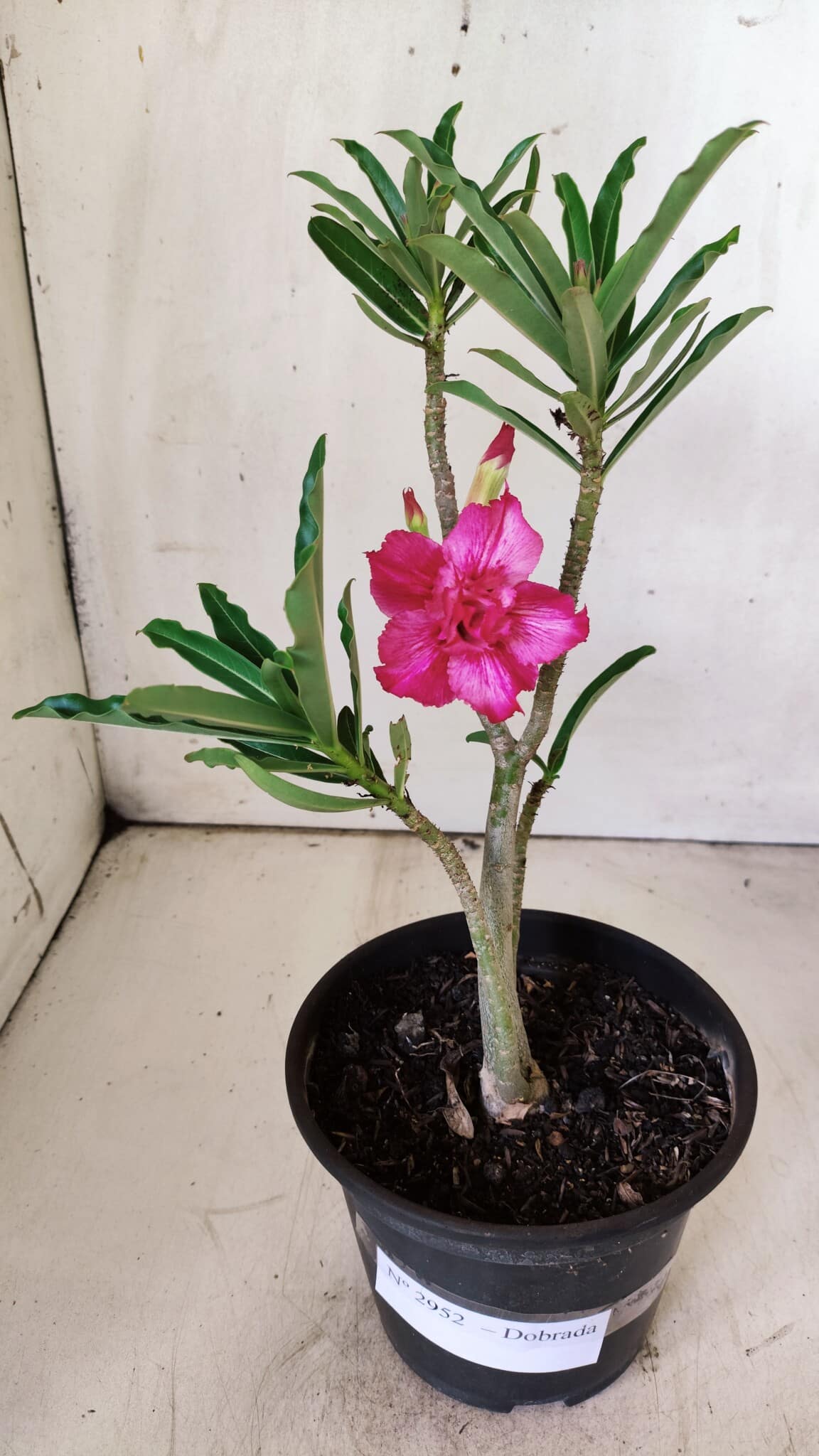 Planta Dobrada 2952 – 30cm – 02 anos