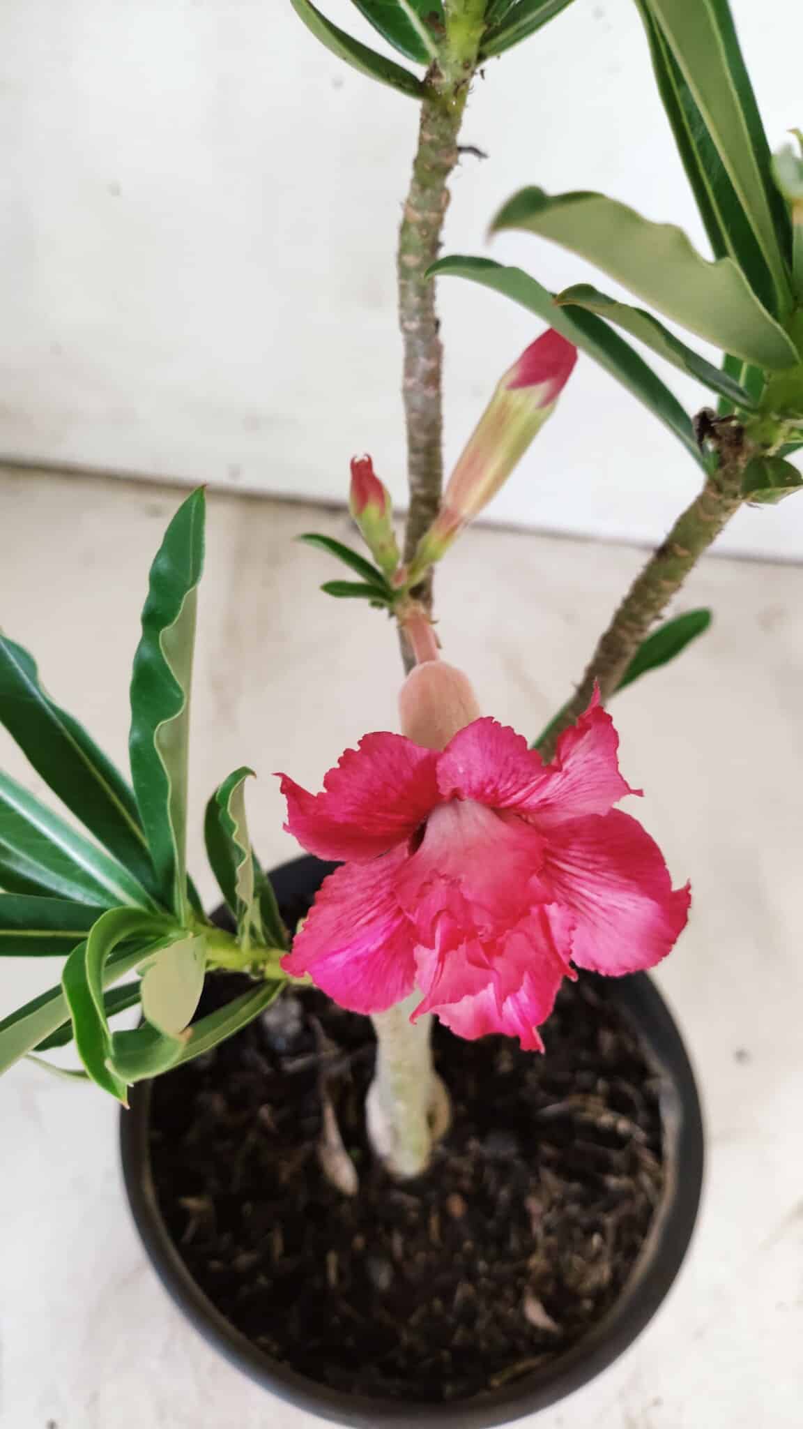 Planta Dobrada 2952 – 30cm – 02 anos