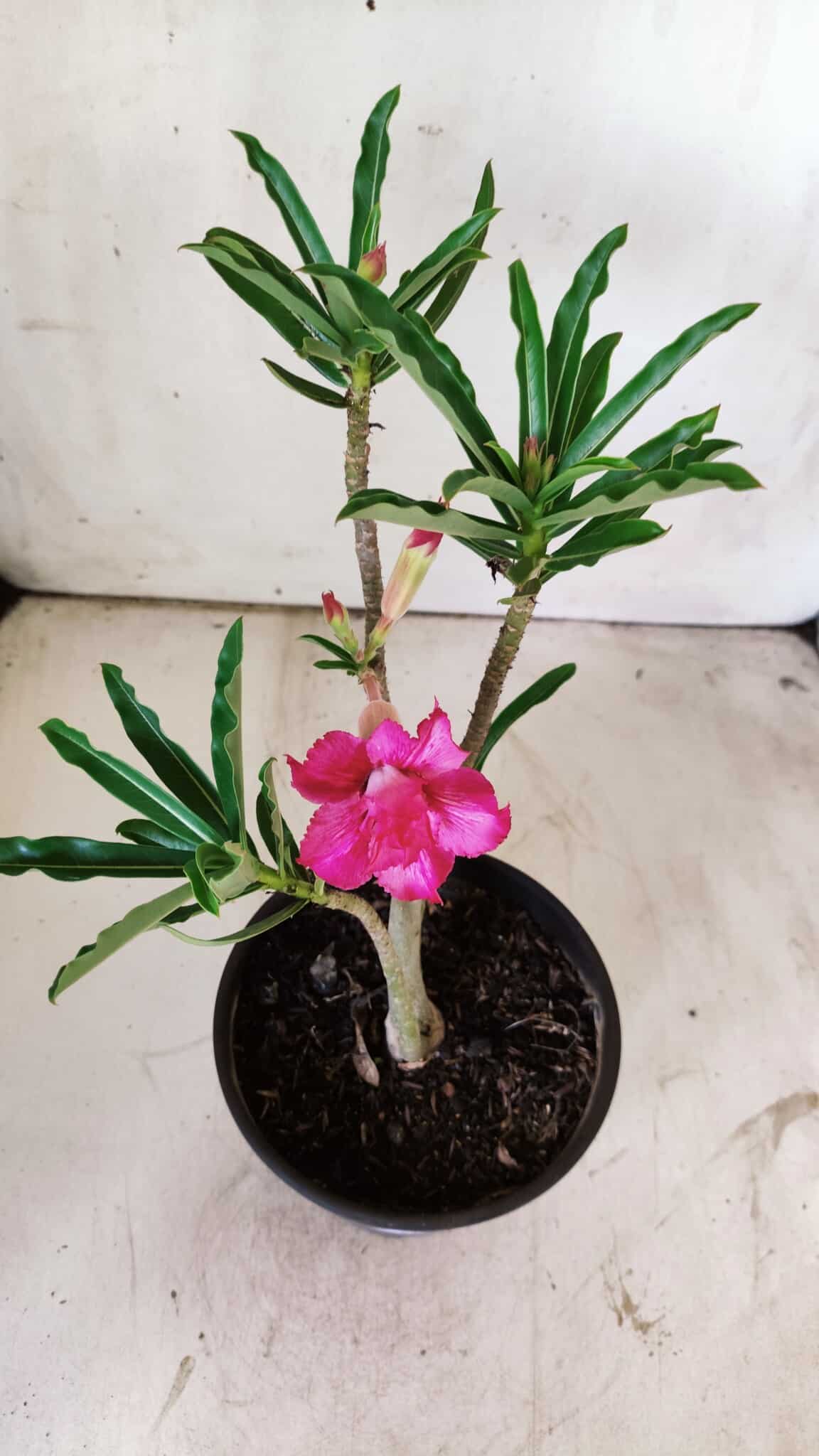 Planta Dobrada 2952 – 30cm – 02 anos