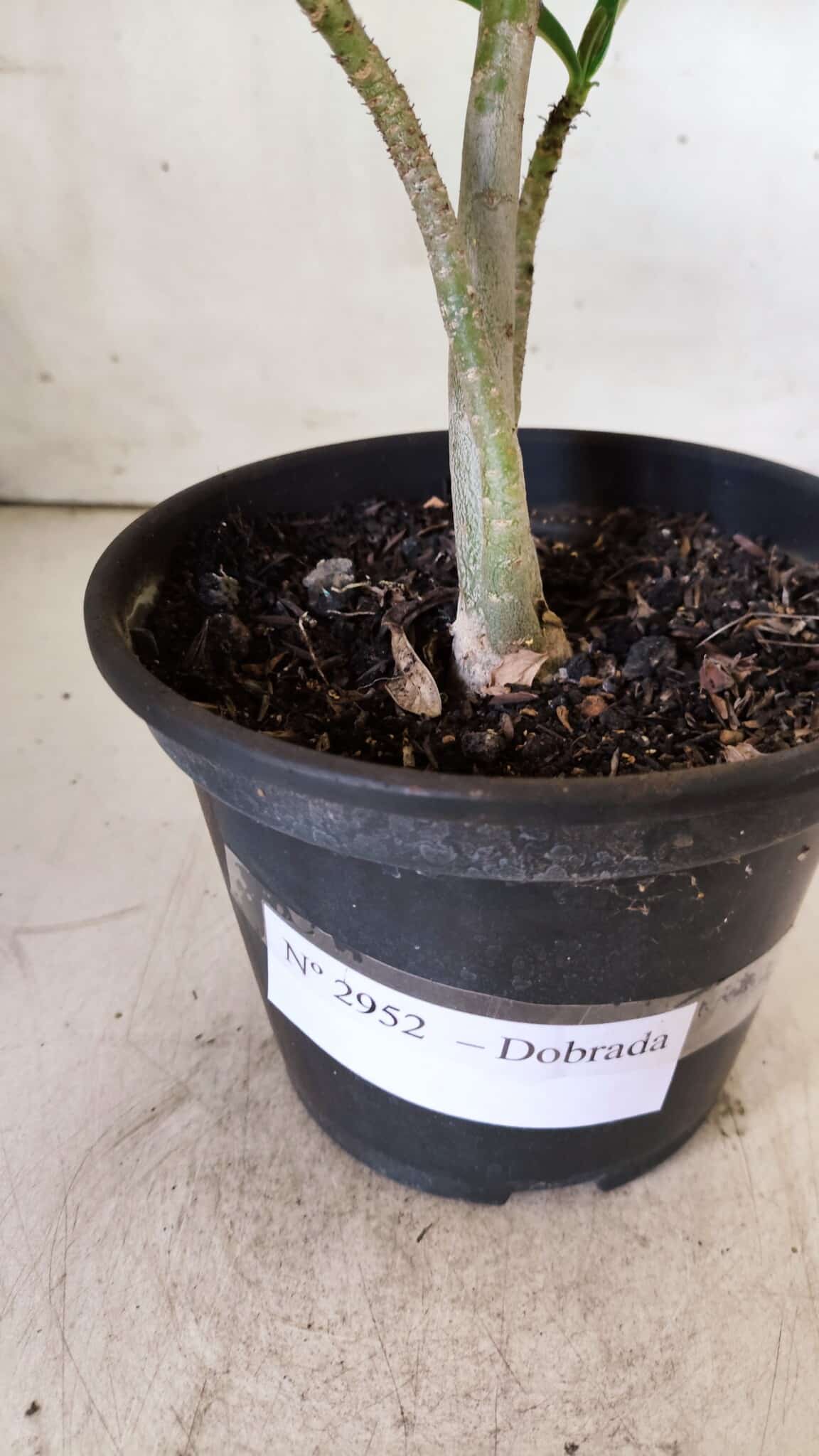 Planta Dobrada 2952 – 30cm – 02 anos
