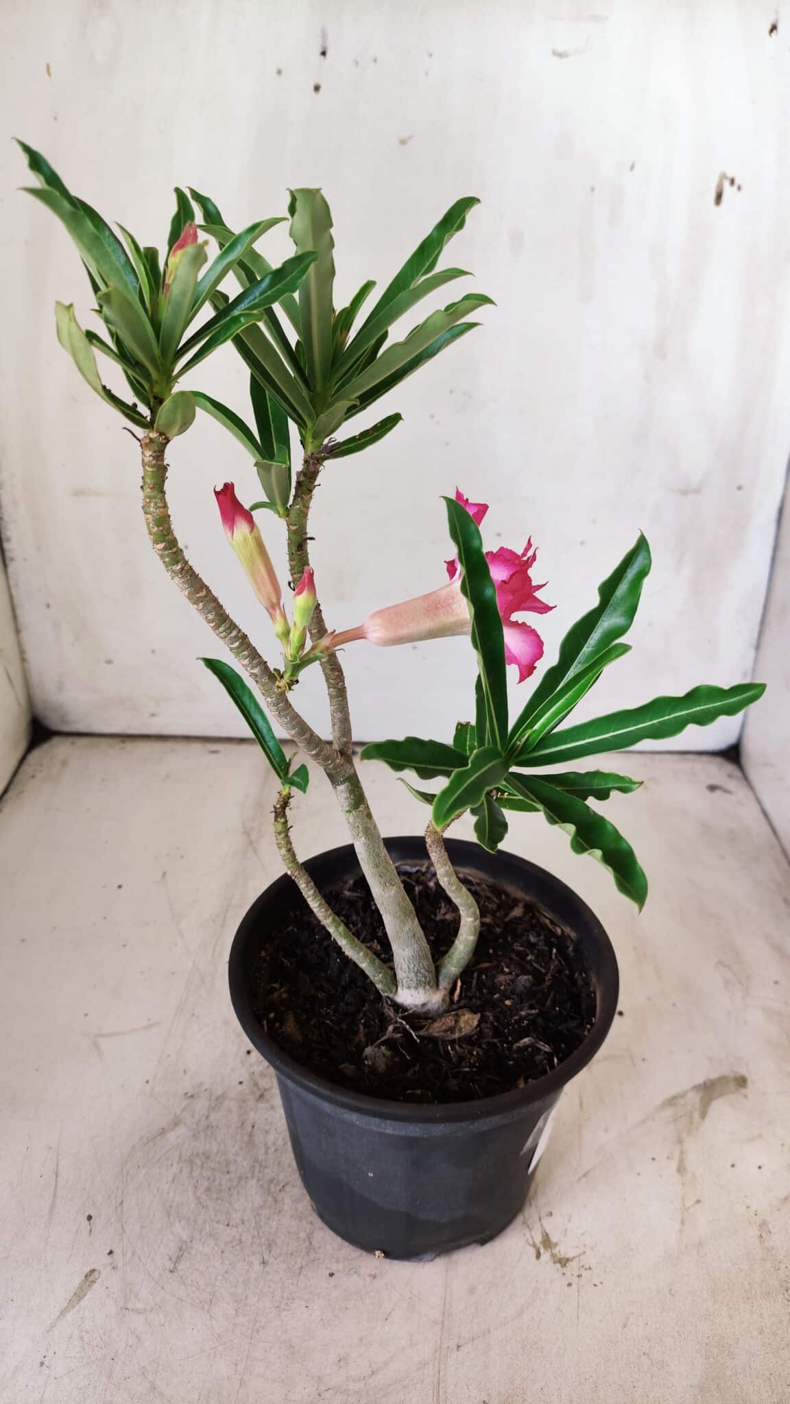 Planta Dobrada 2952 – 30cm – 02 anos
