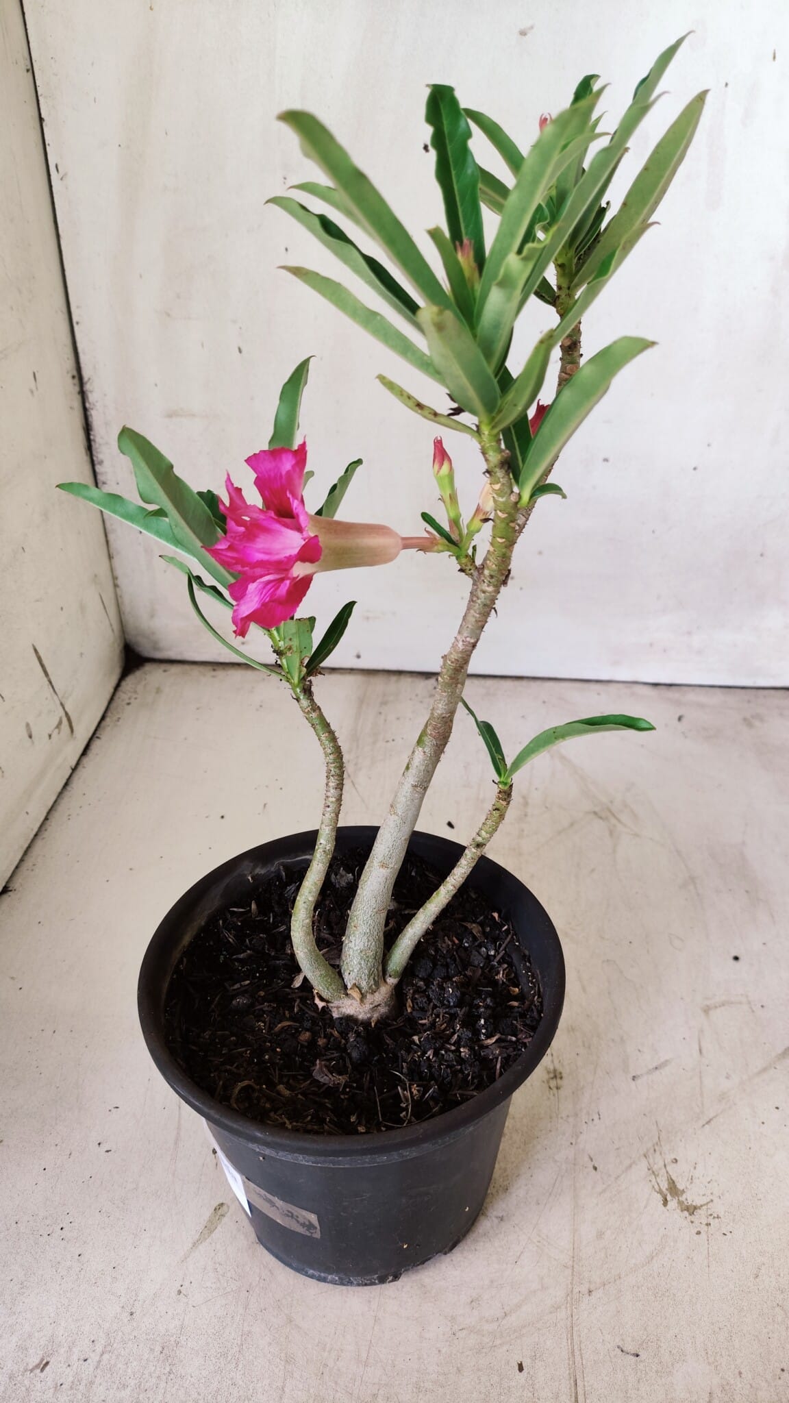 Planta Dobrada 2952 – 30cm – 02 anos