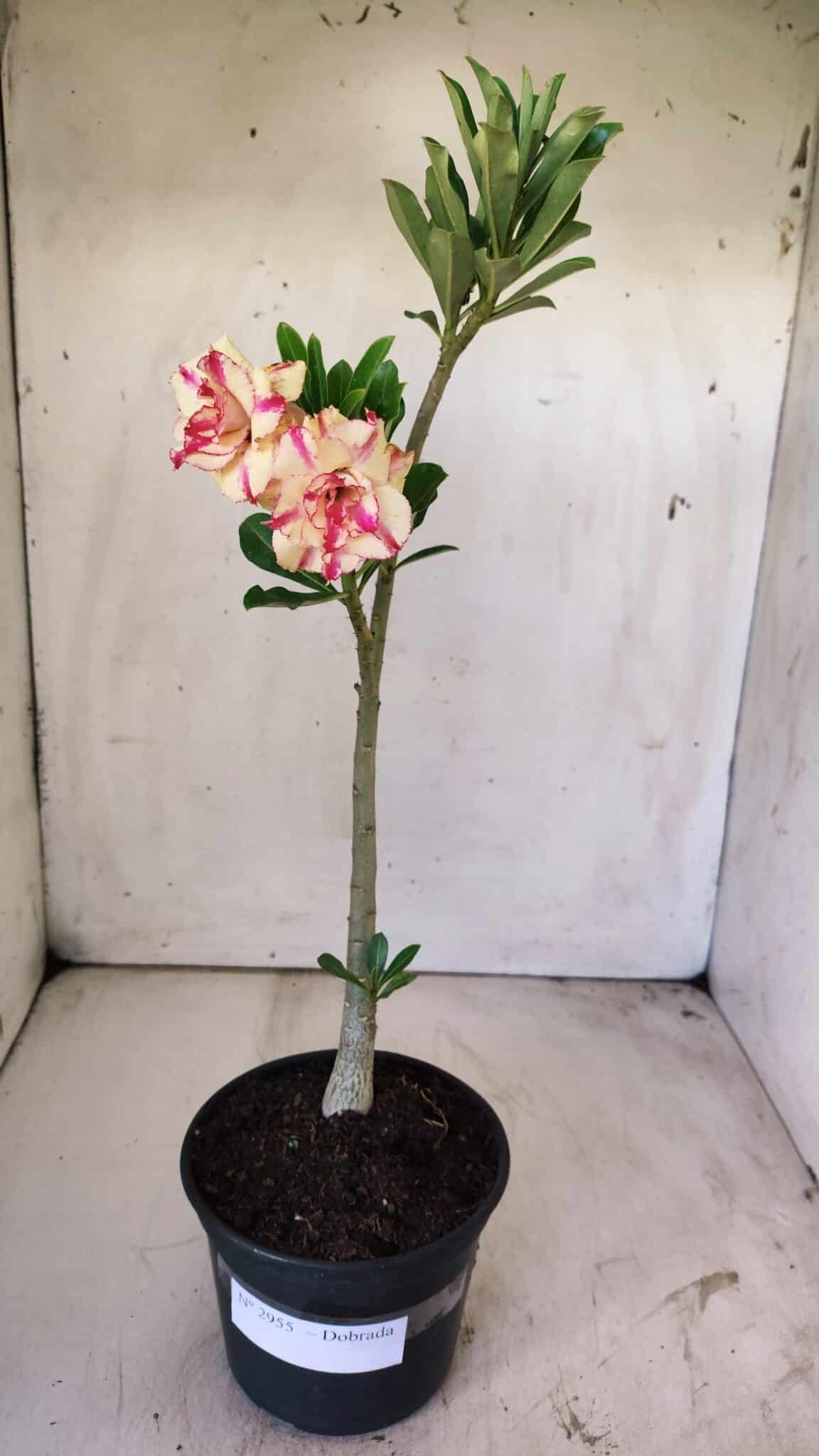 Planta Dobrada 2955 – 30cm – 02 anos
