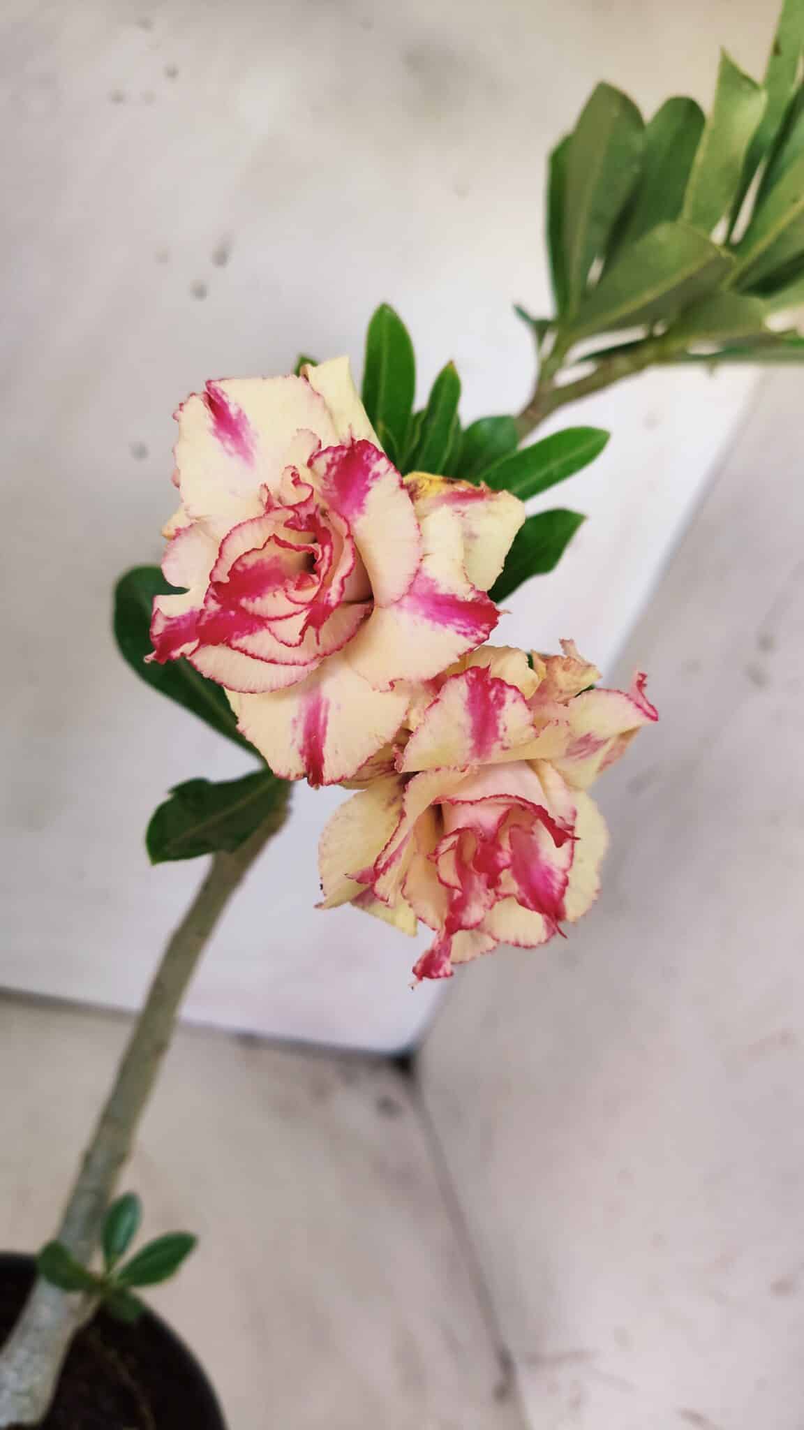 Planta Dobrada 2955 – 30cm – 02 anos