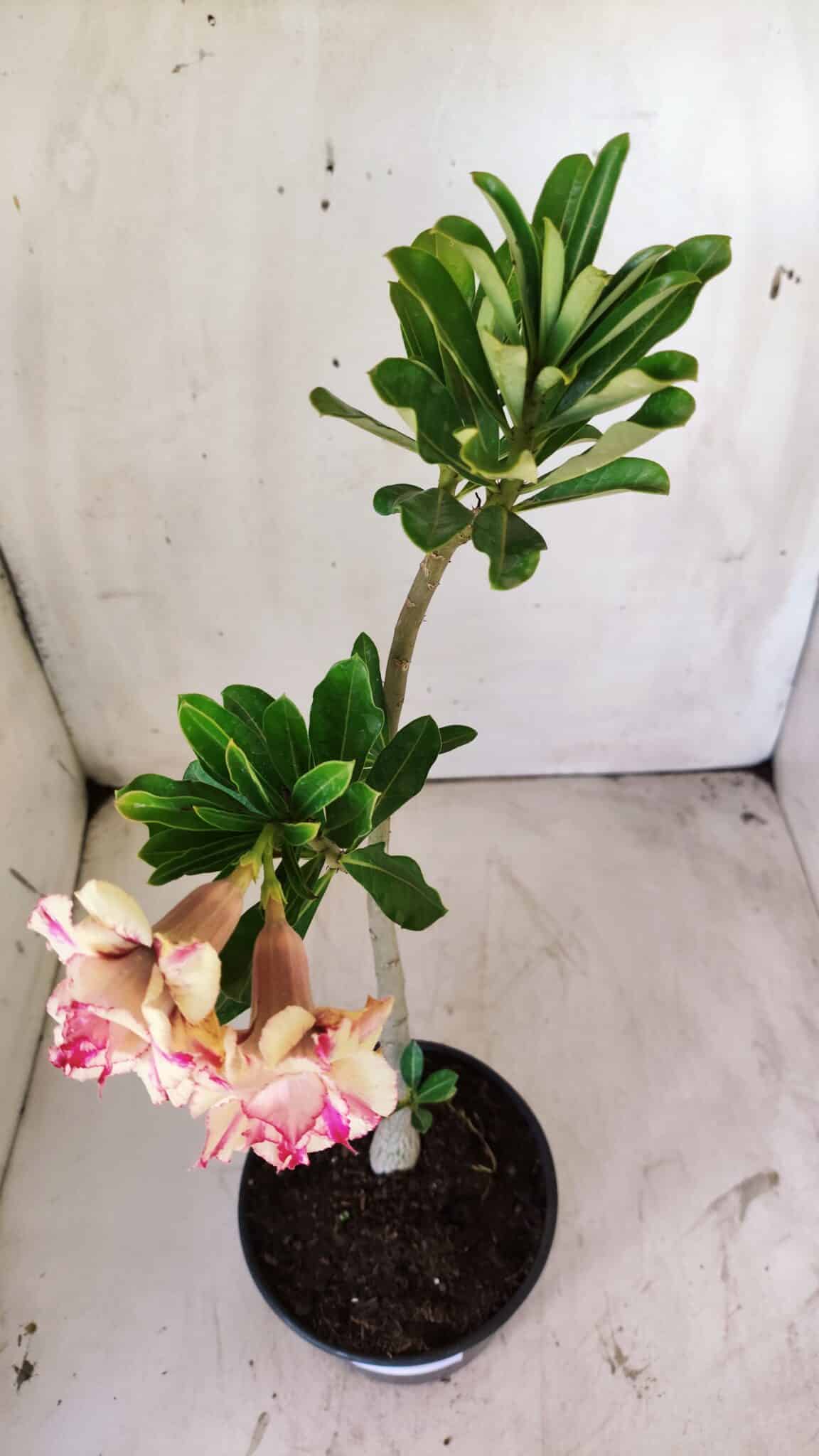 Planta Dobrada 2955 – 30cm – 02 anos