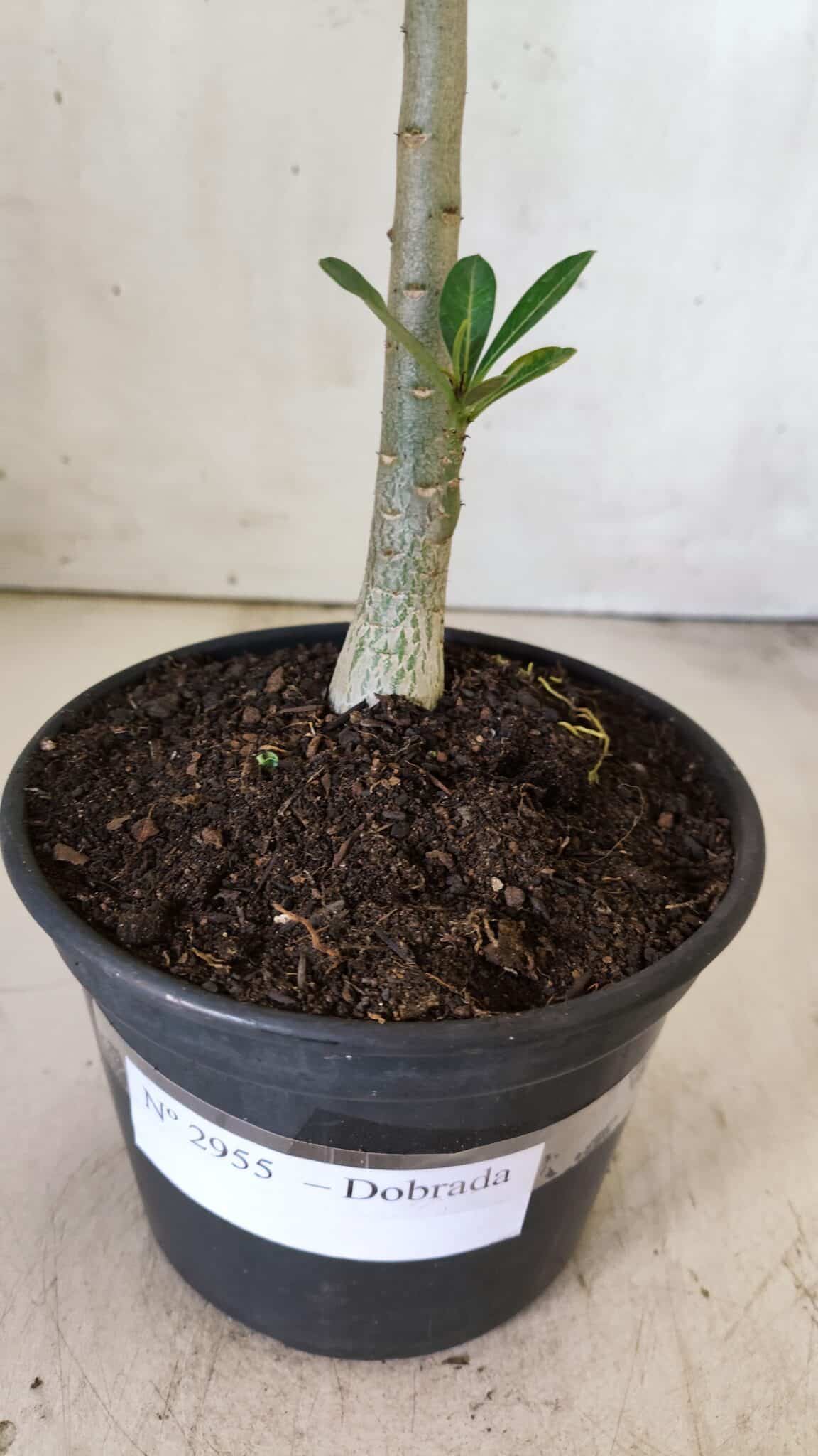 Planta Dobrada 2955 – 30cm – 02 anos
