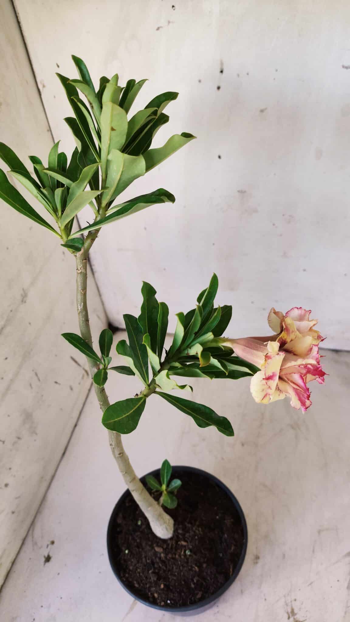 Planta Dobrada 2955 – 30cm – 02 anos