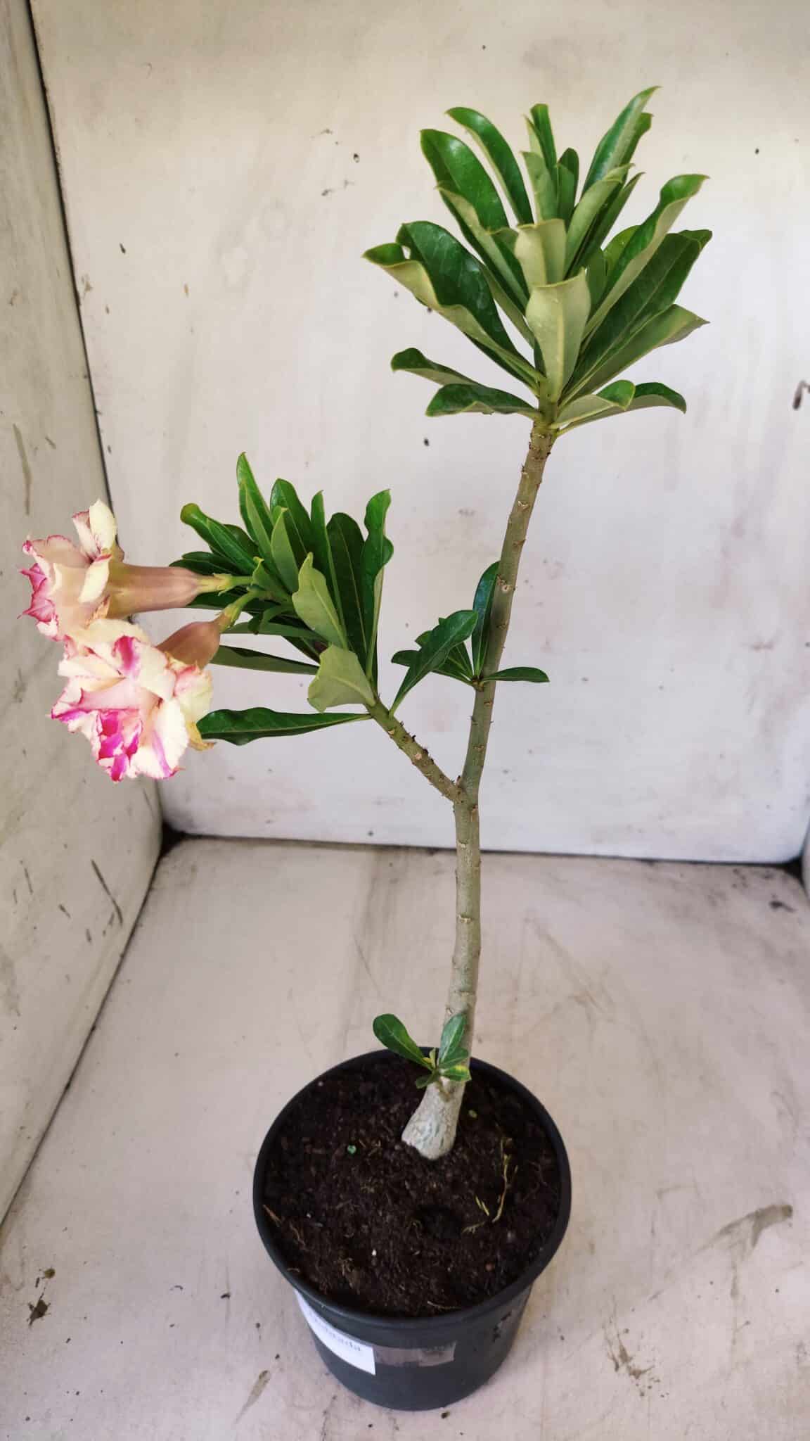 Planta Dobrada 2955 – 30cm – 02 anos